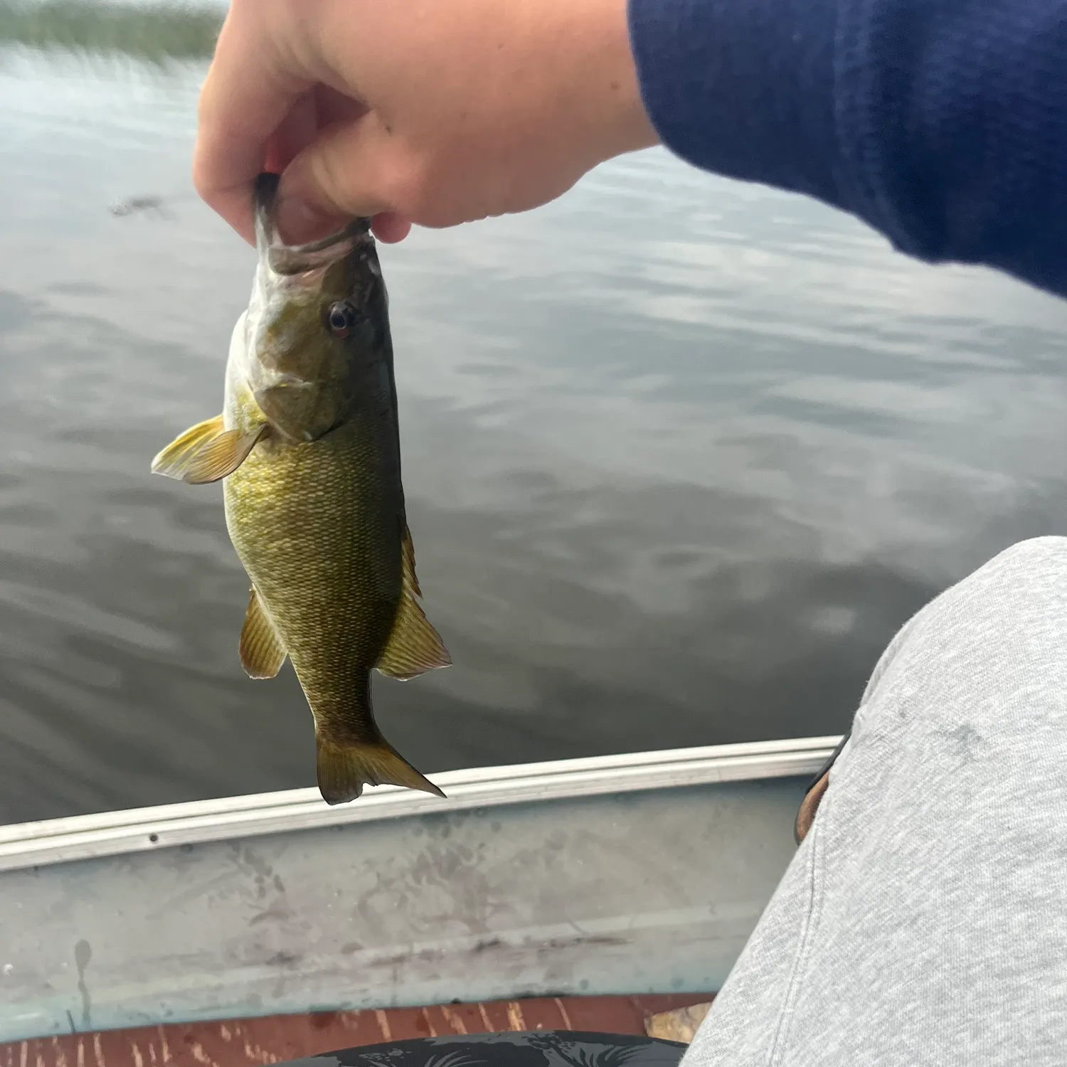 Smallmouth bass caught on Fishbrain