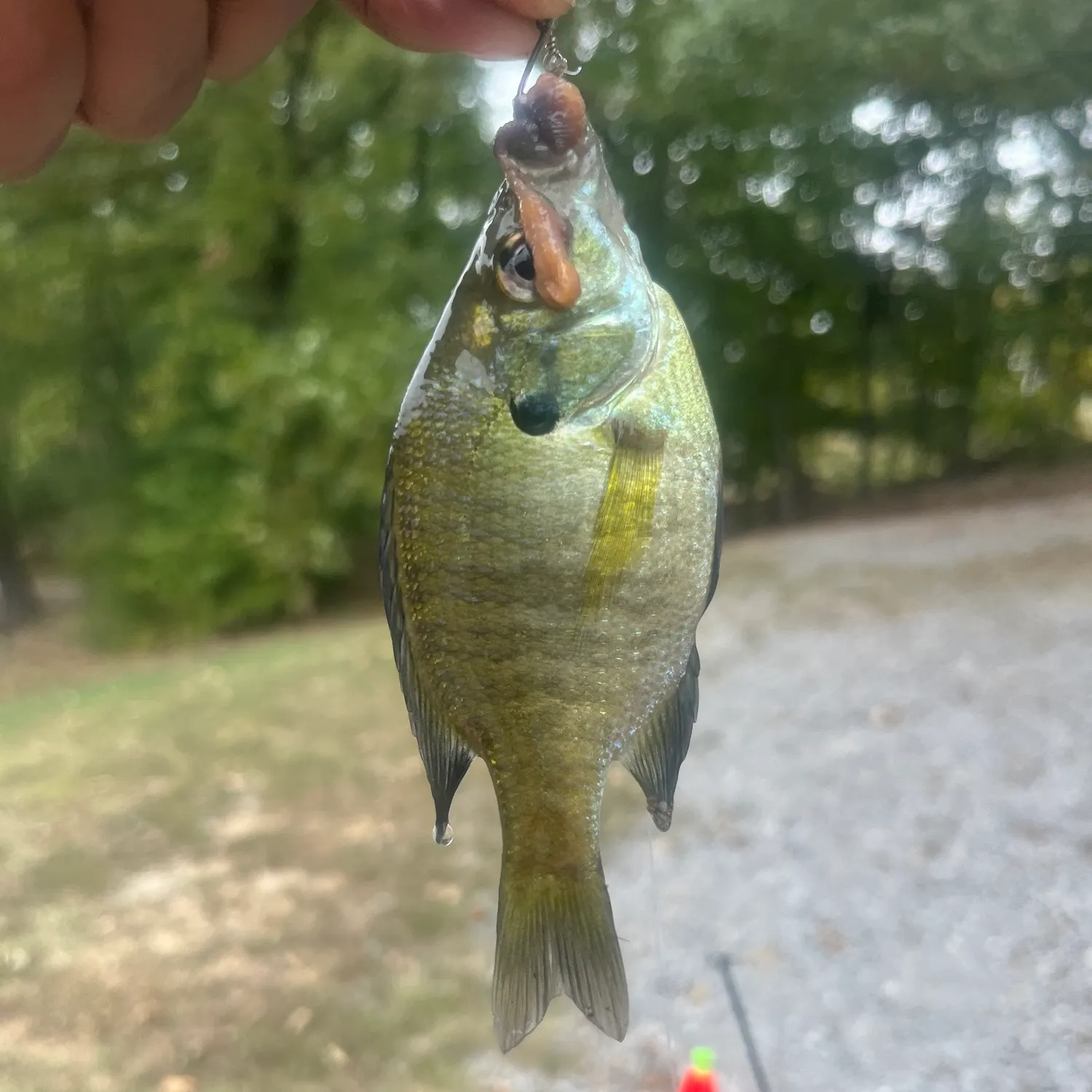 Bluegill caught on Fishbrain