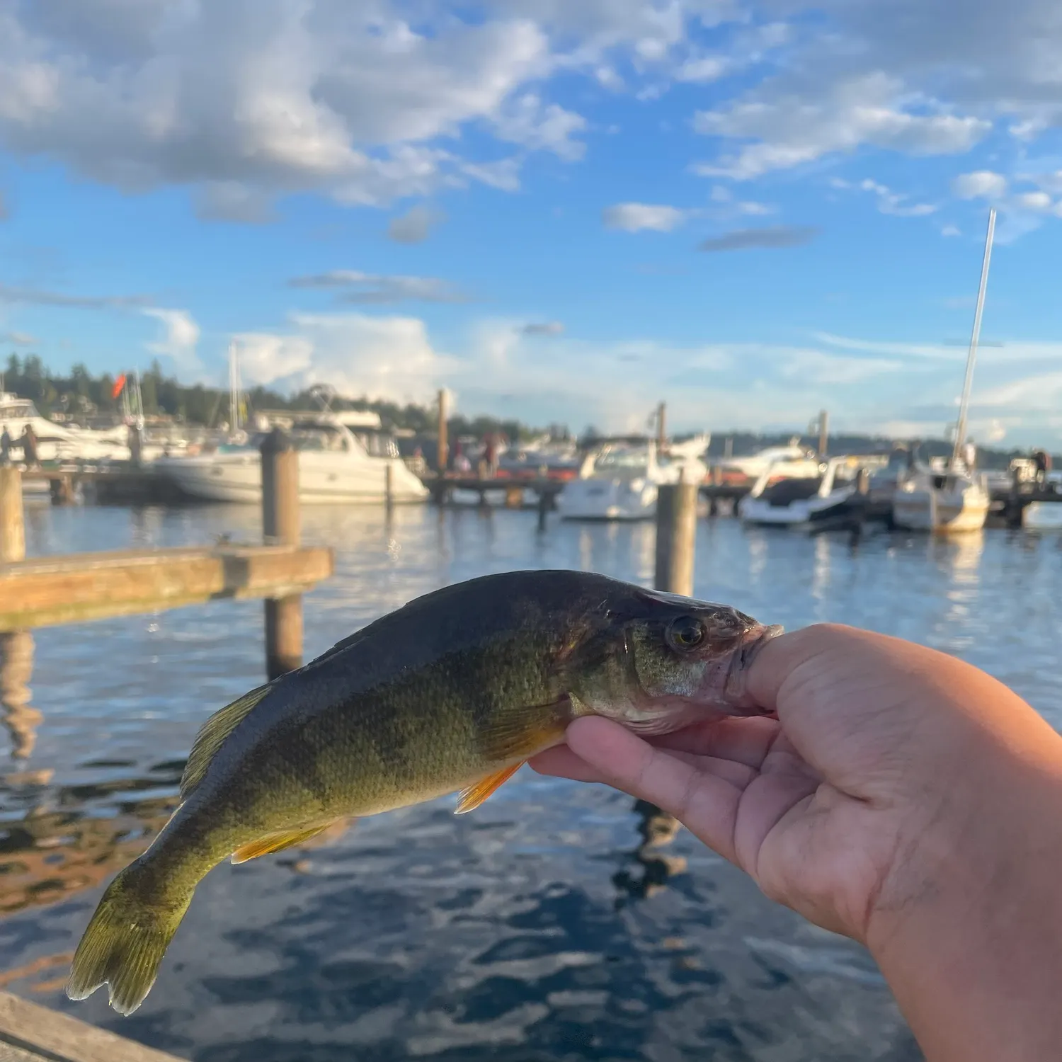 catch