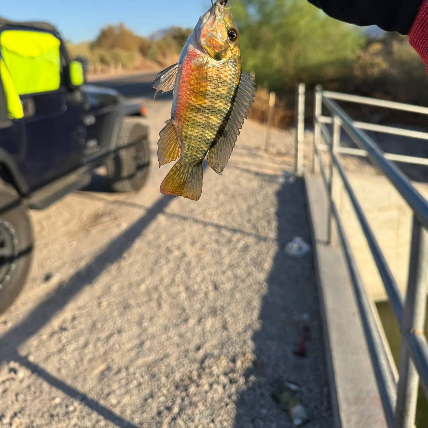 The most recent Redbelly tilapia catches on Fishbrain