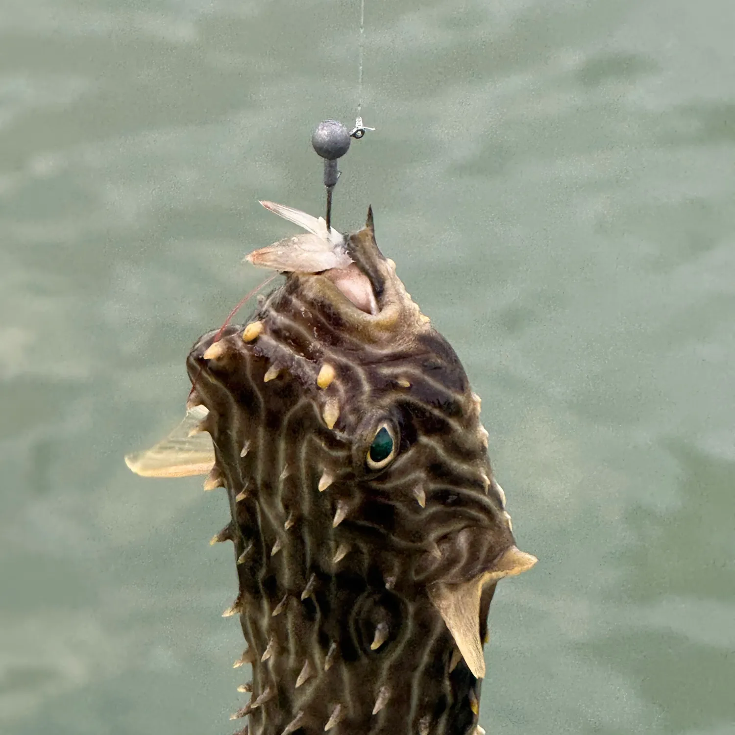 The most recent Striped burrfish catches on Fishbrain