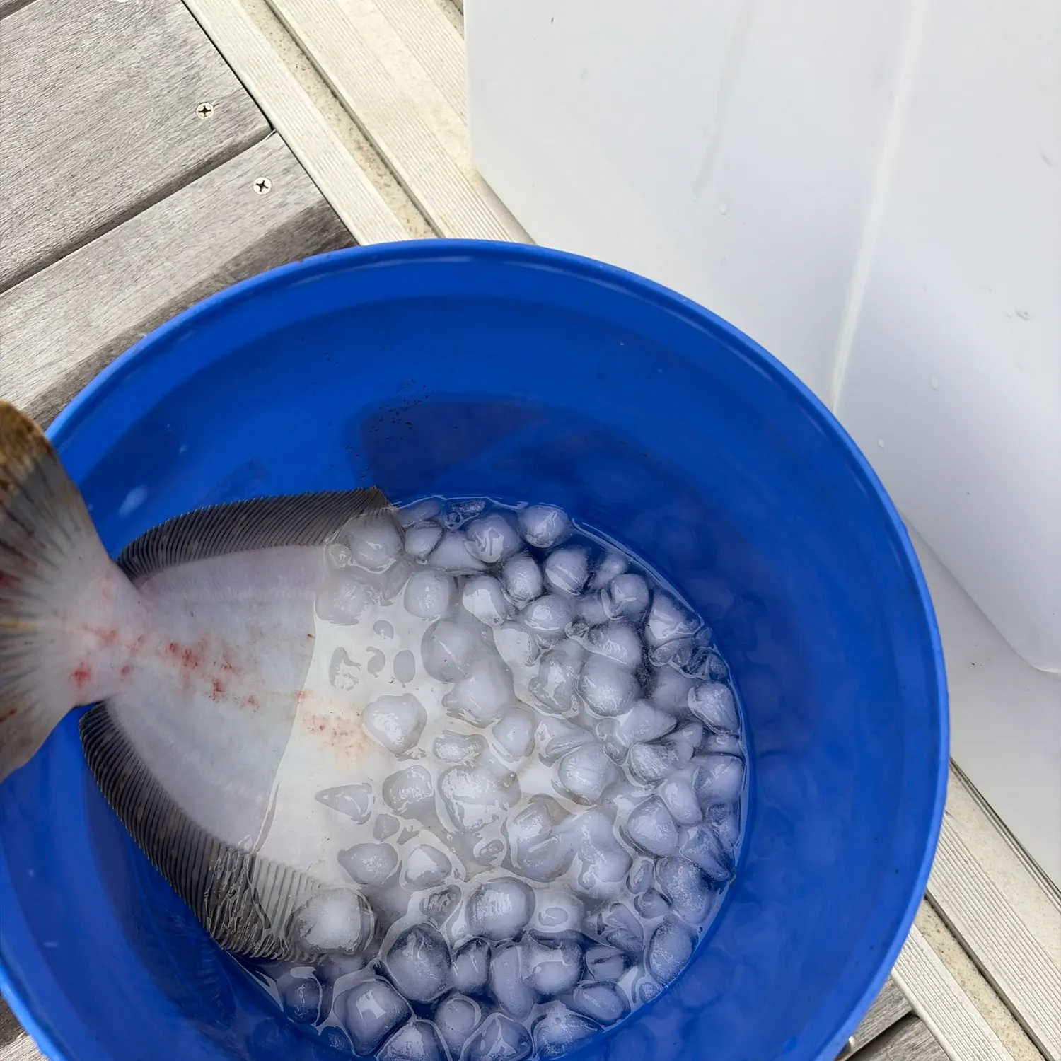 Summer flounder caught on Fishbrain