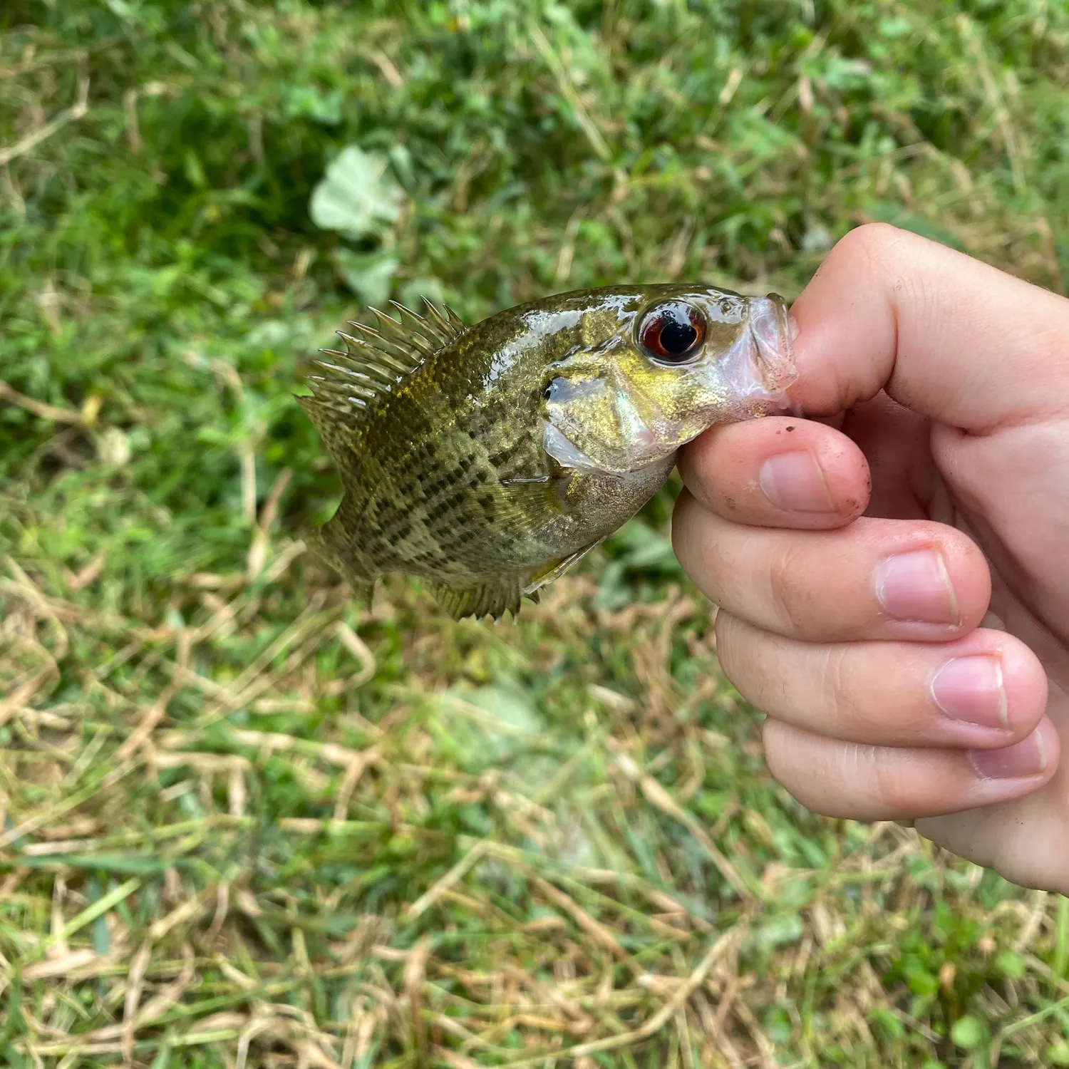 Rock bass caught on Fishbrain