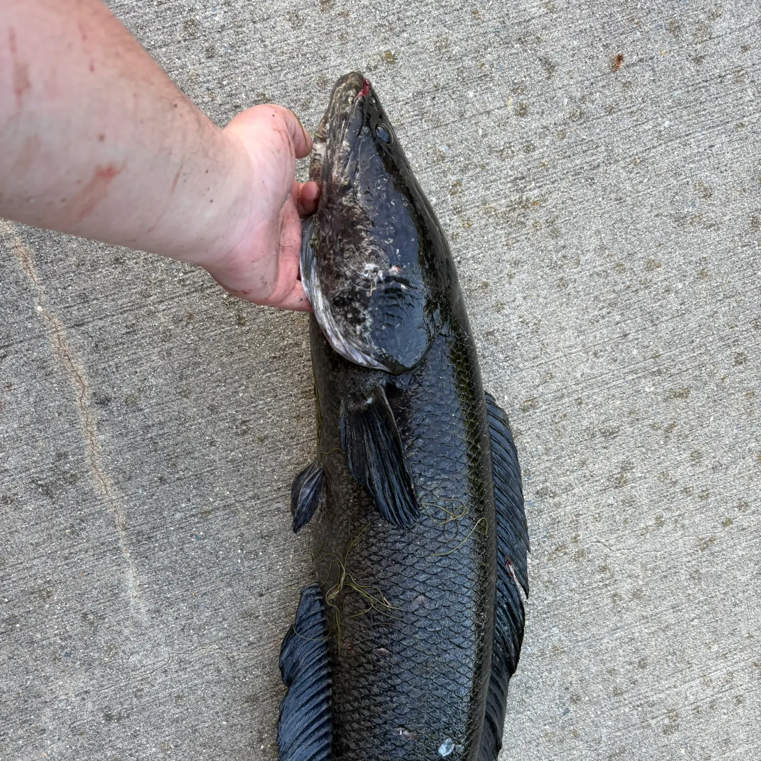 catch