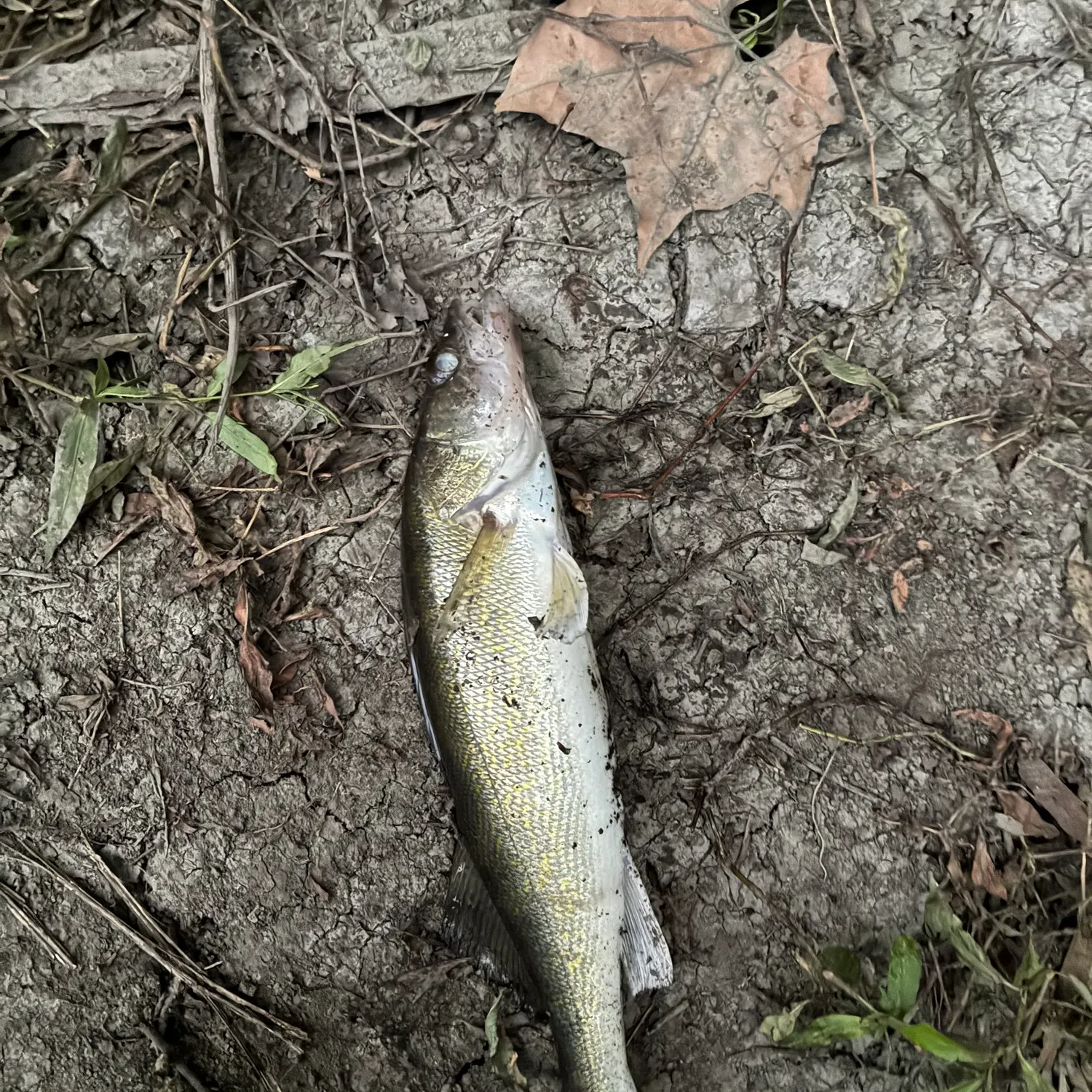Walleye caught on Fishbrain