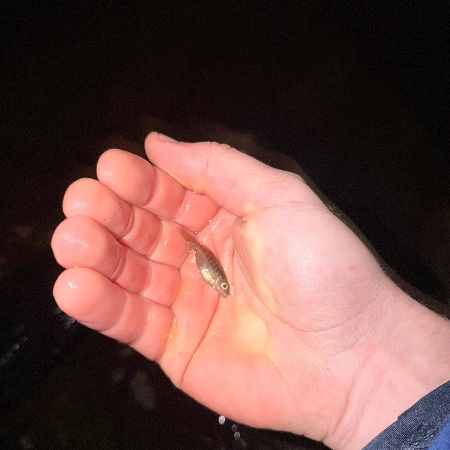 The most recent Whale shark catches on Fishbrain