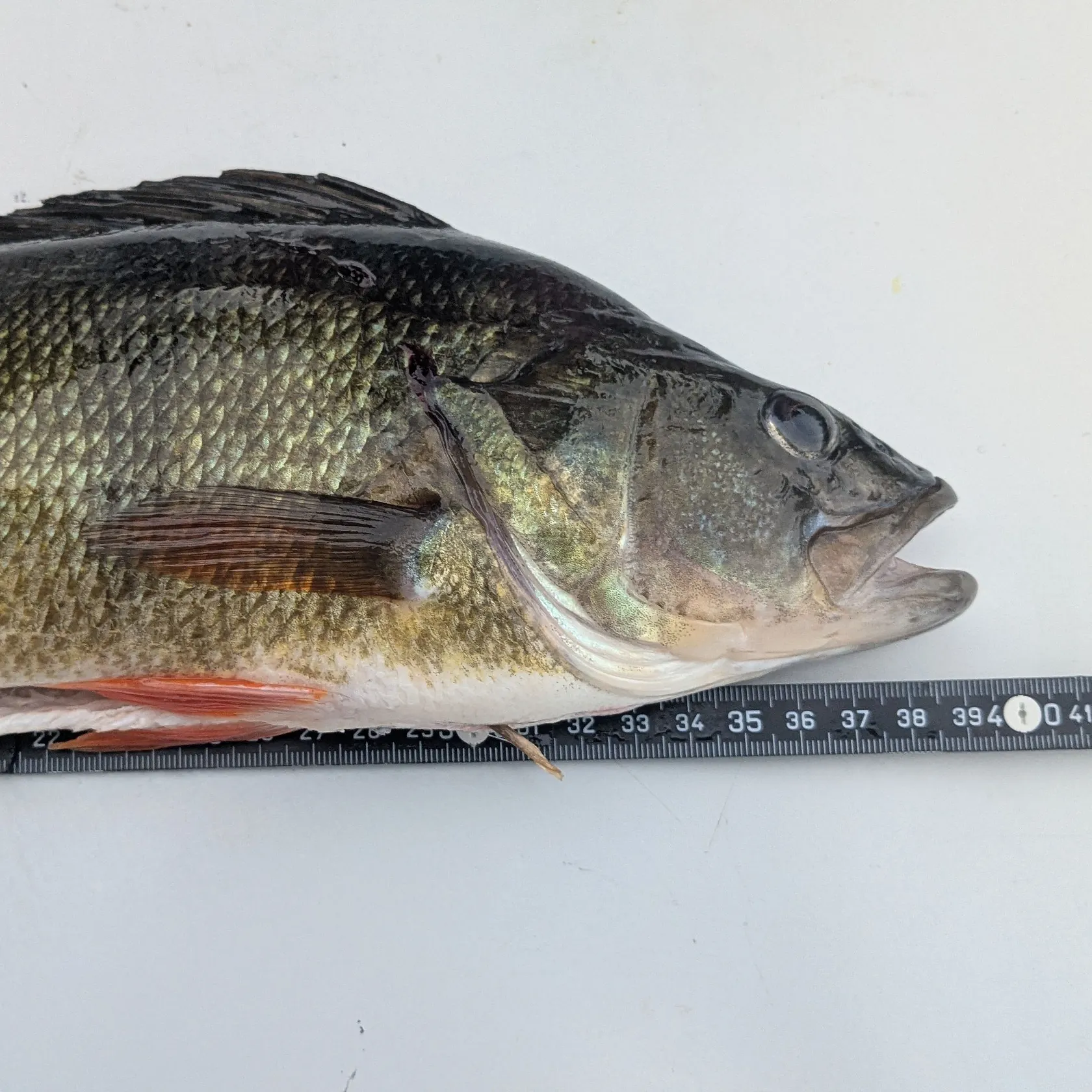 European perch caught on Fishbrain