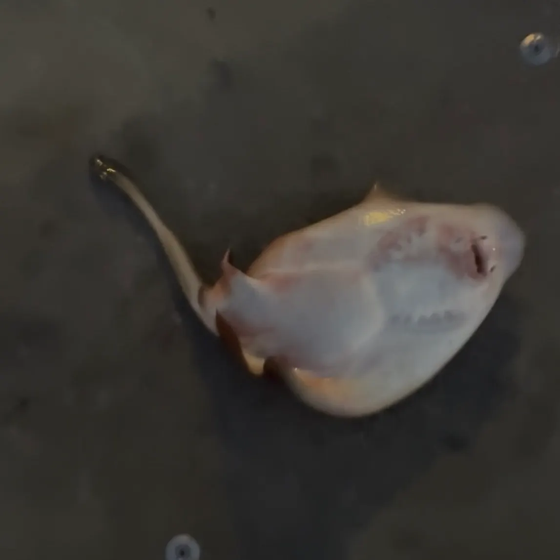 Haller's round ray caught on Fishbrain