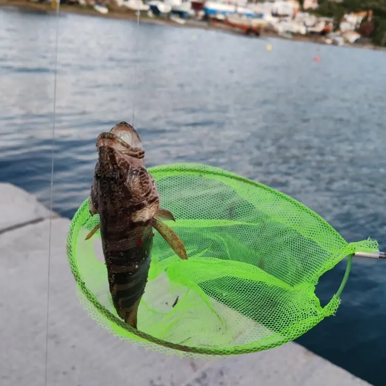 The most recent Painted comber catches on Fishbrain