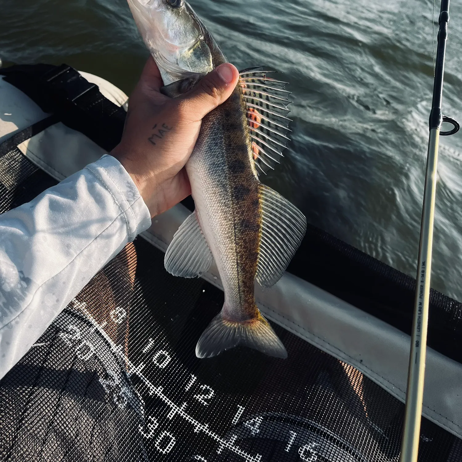 Zander caught on Fishbrain