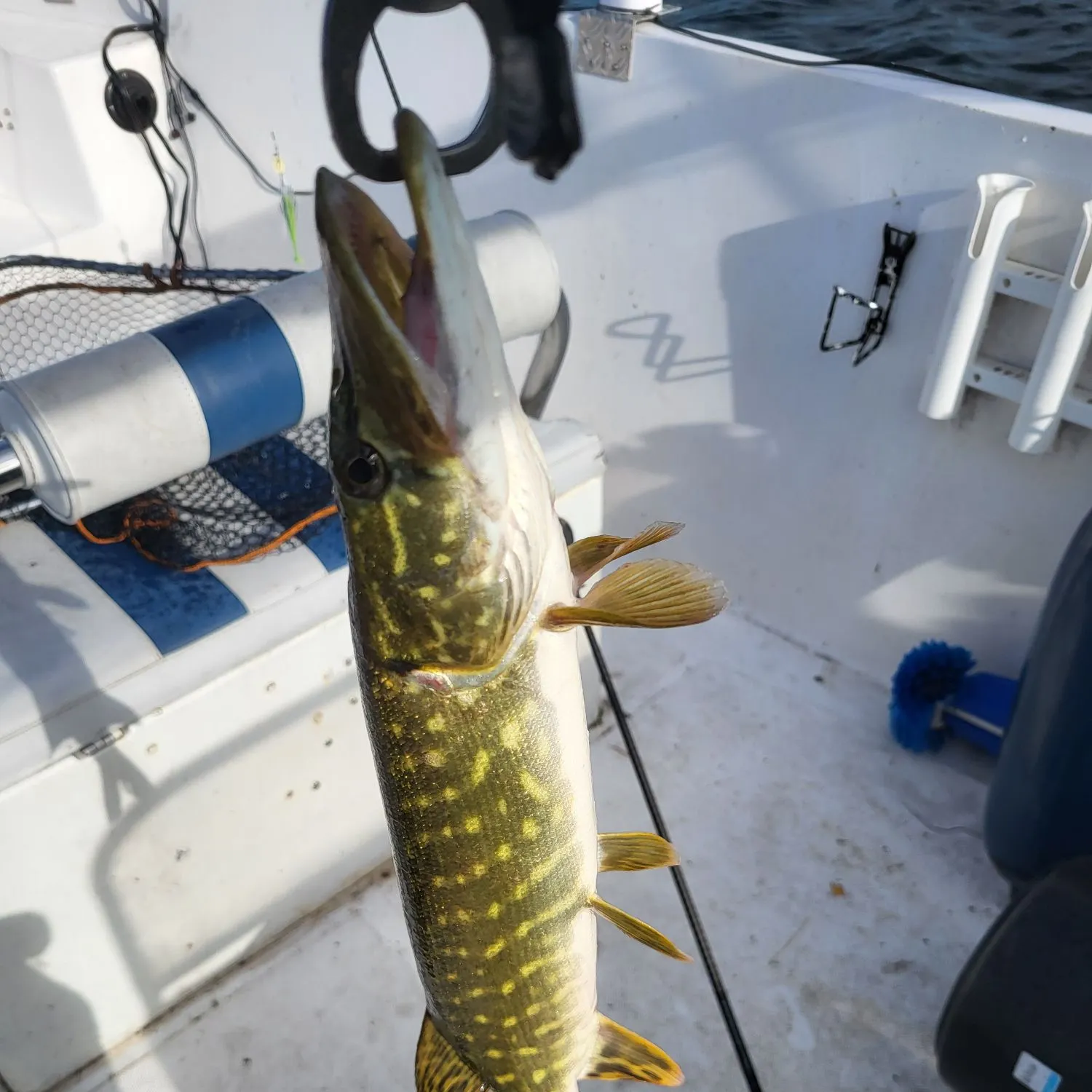 Northern pike caught on Fishbrain