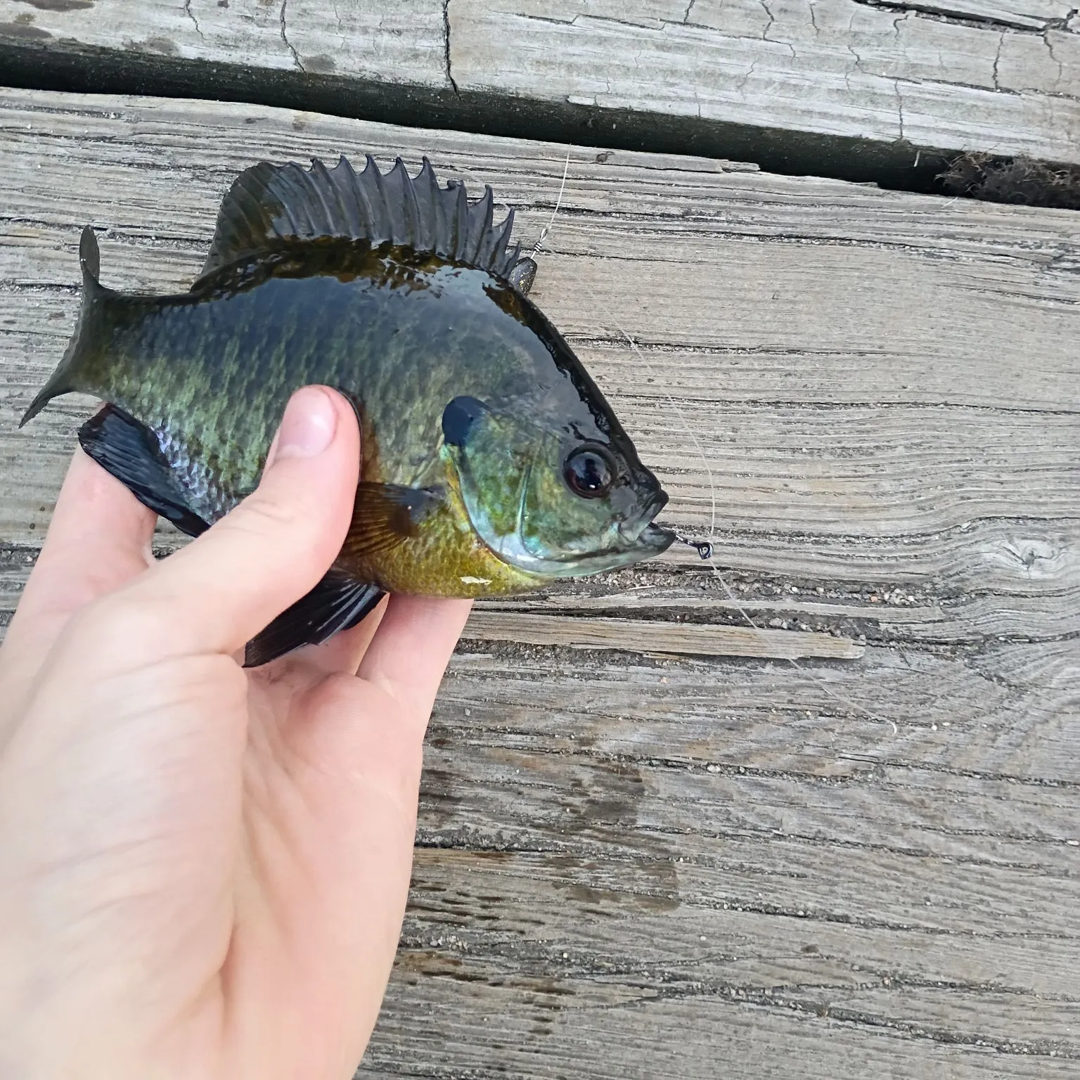 Bluegill caught on Fishbrain