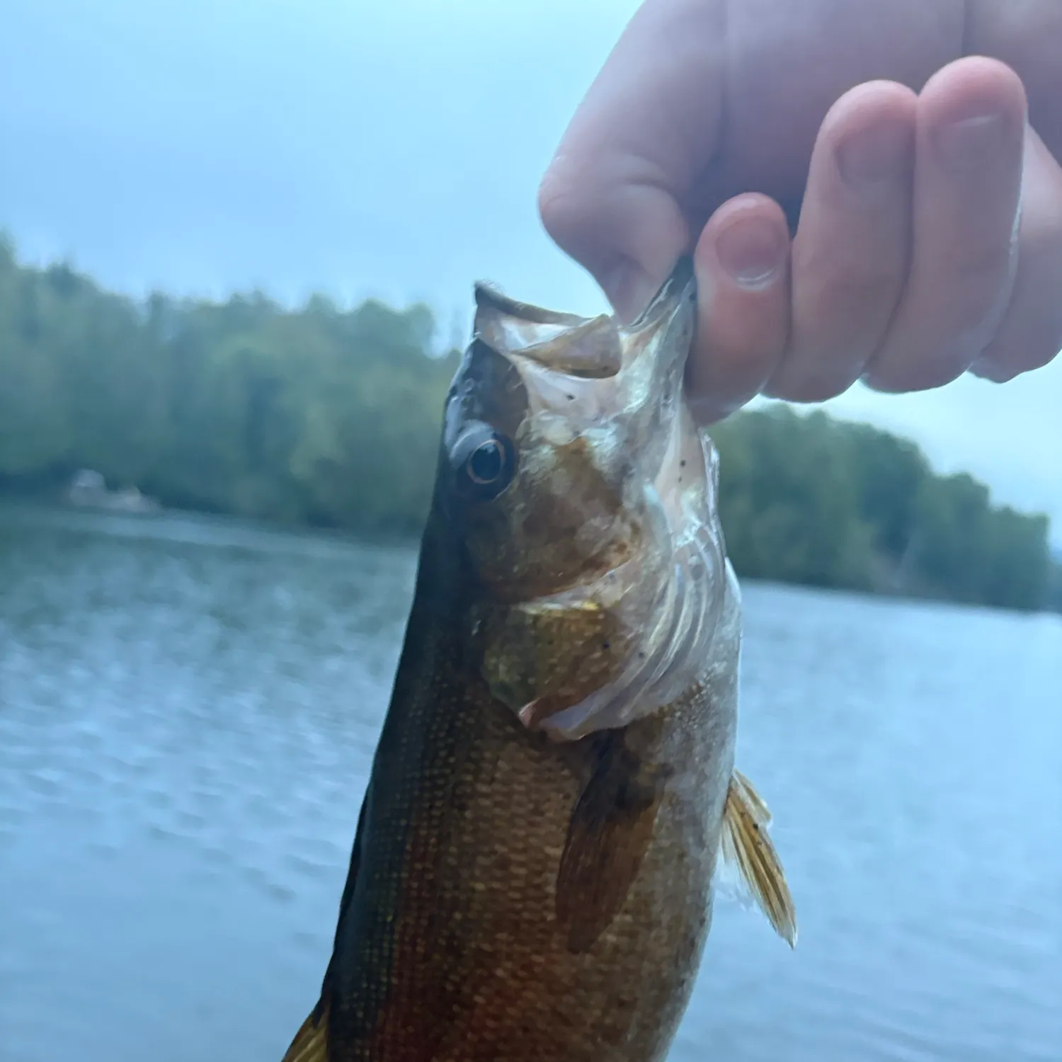 Smallmouth bass caught on Fishbrain