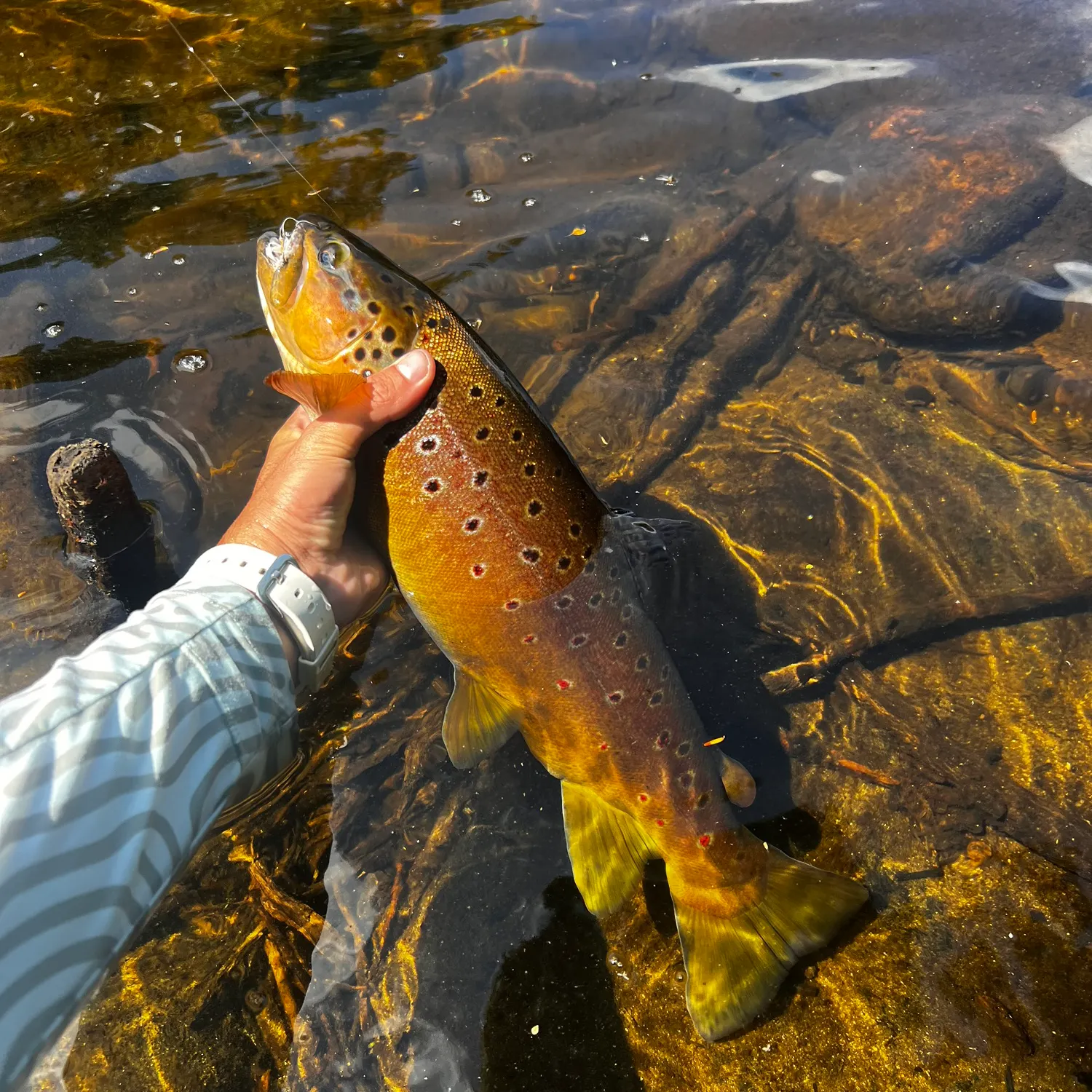 recently logged catches