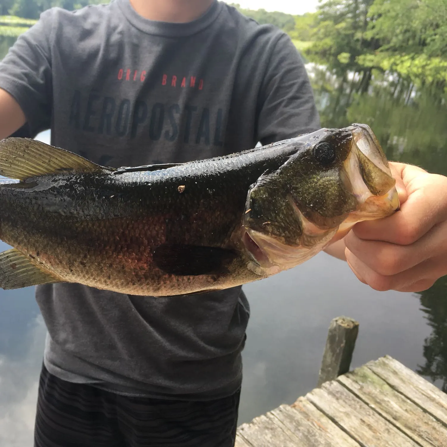 Largemouth bass caught on Fishbrain