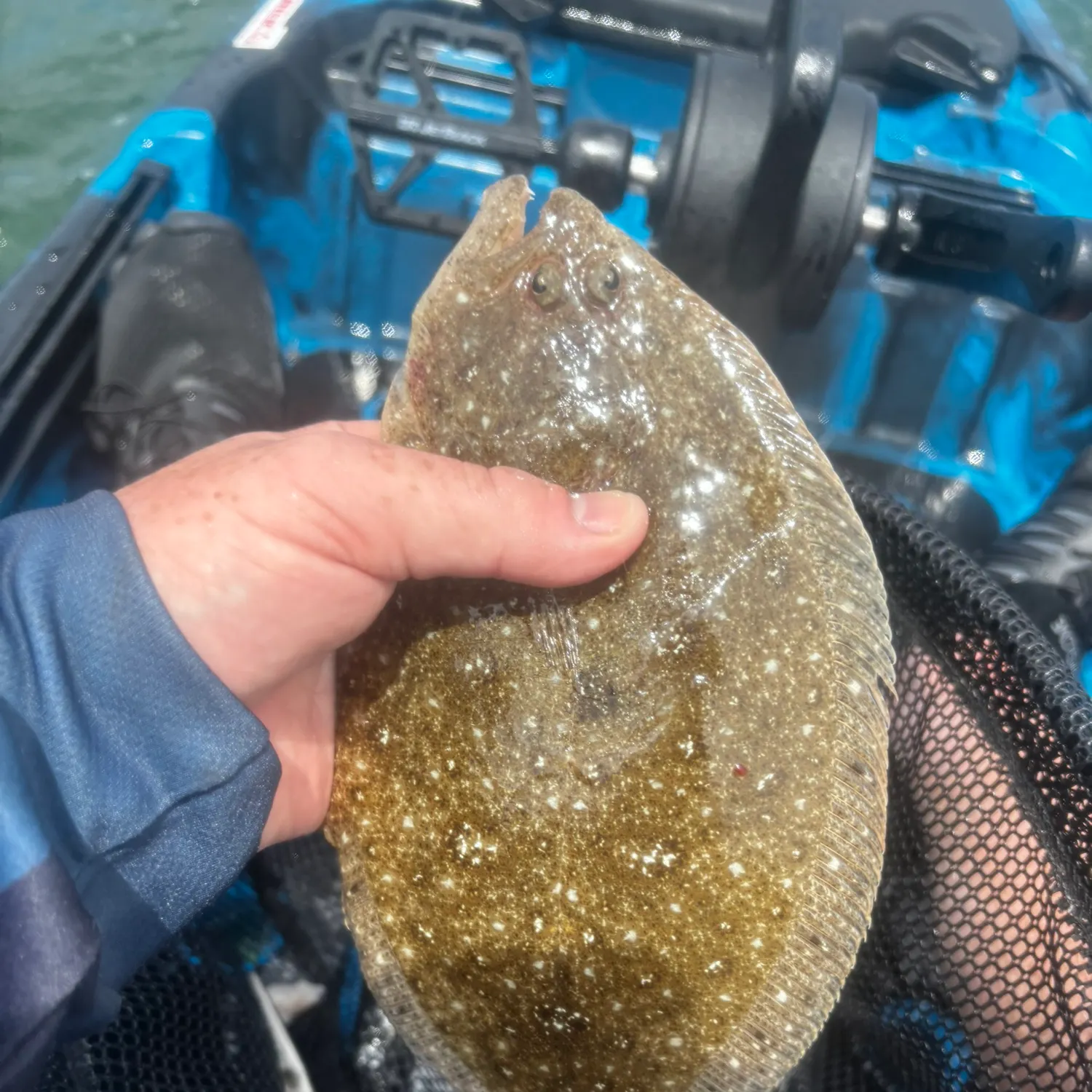 The most recent Oval flounder catches on Fishbrain