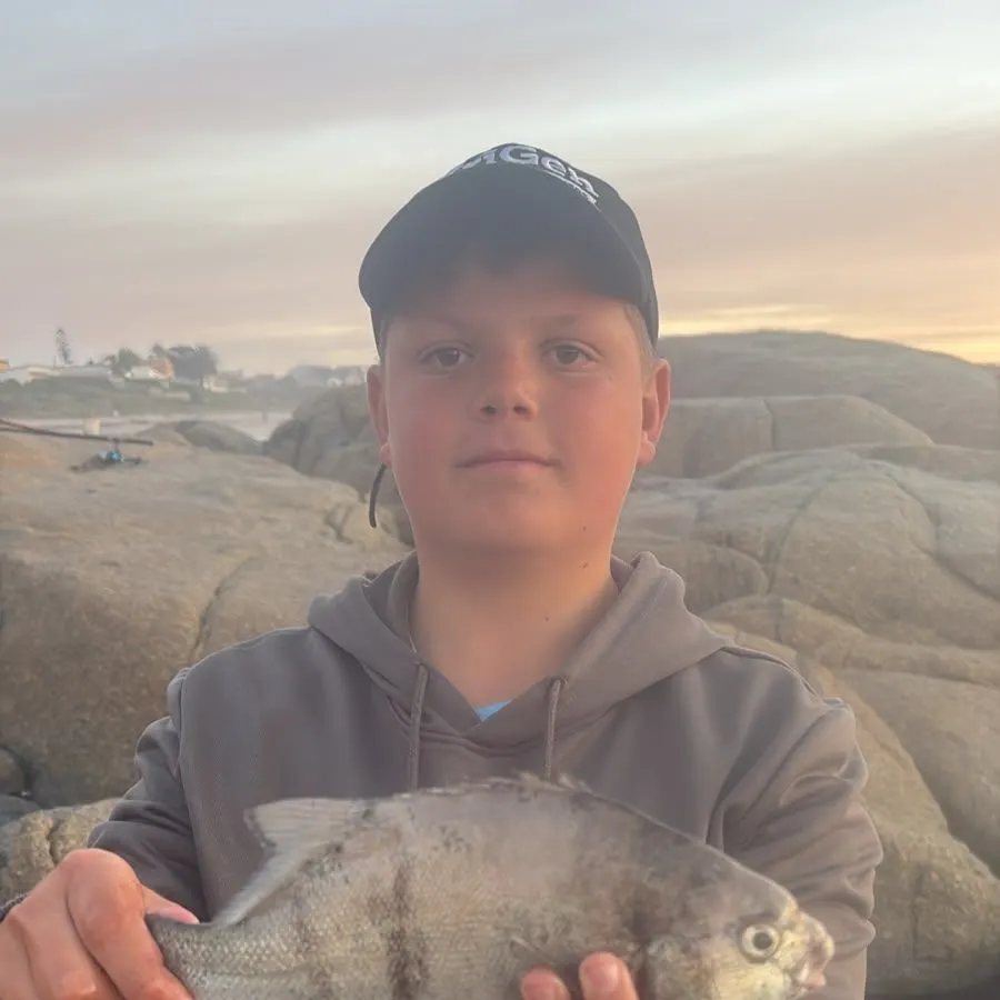 The most recent Galjoen catches on Fishbrain