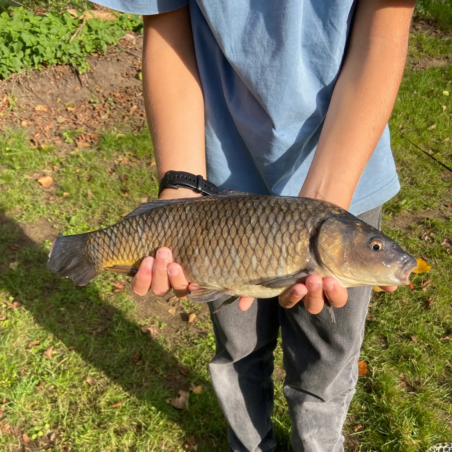 Common carp caught on Fishbrain