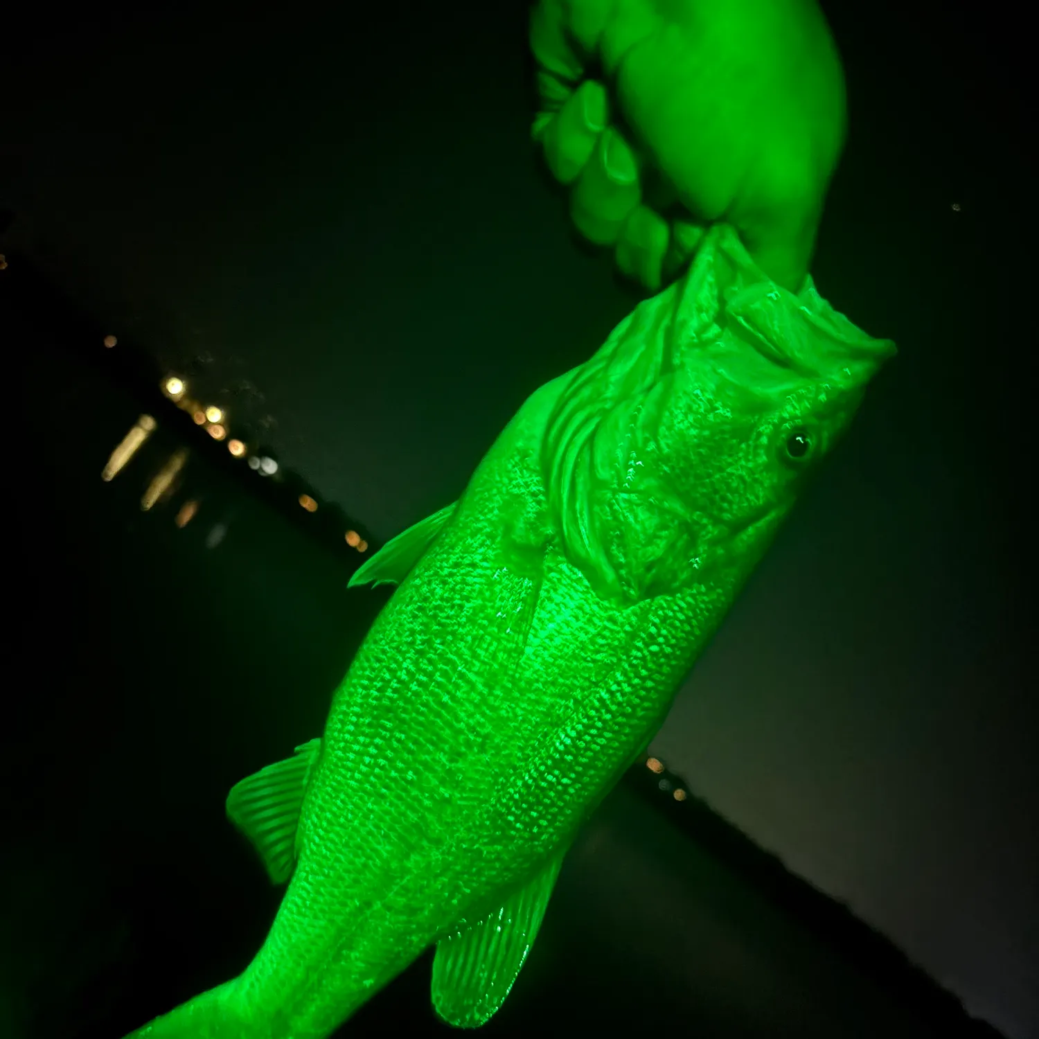 Fish caught on Fishbrain