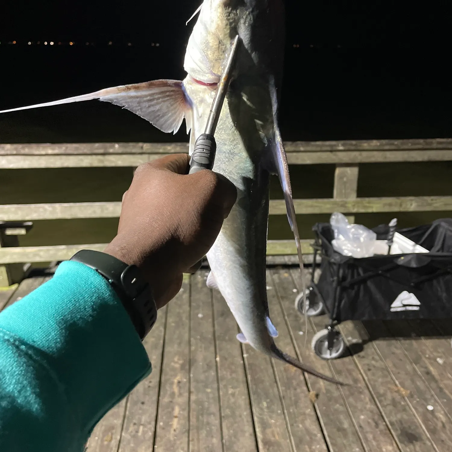 recently logged catches