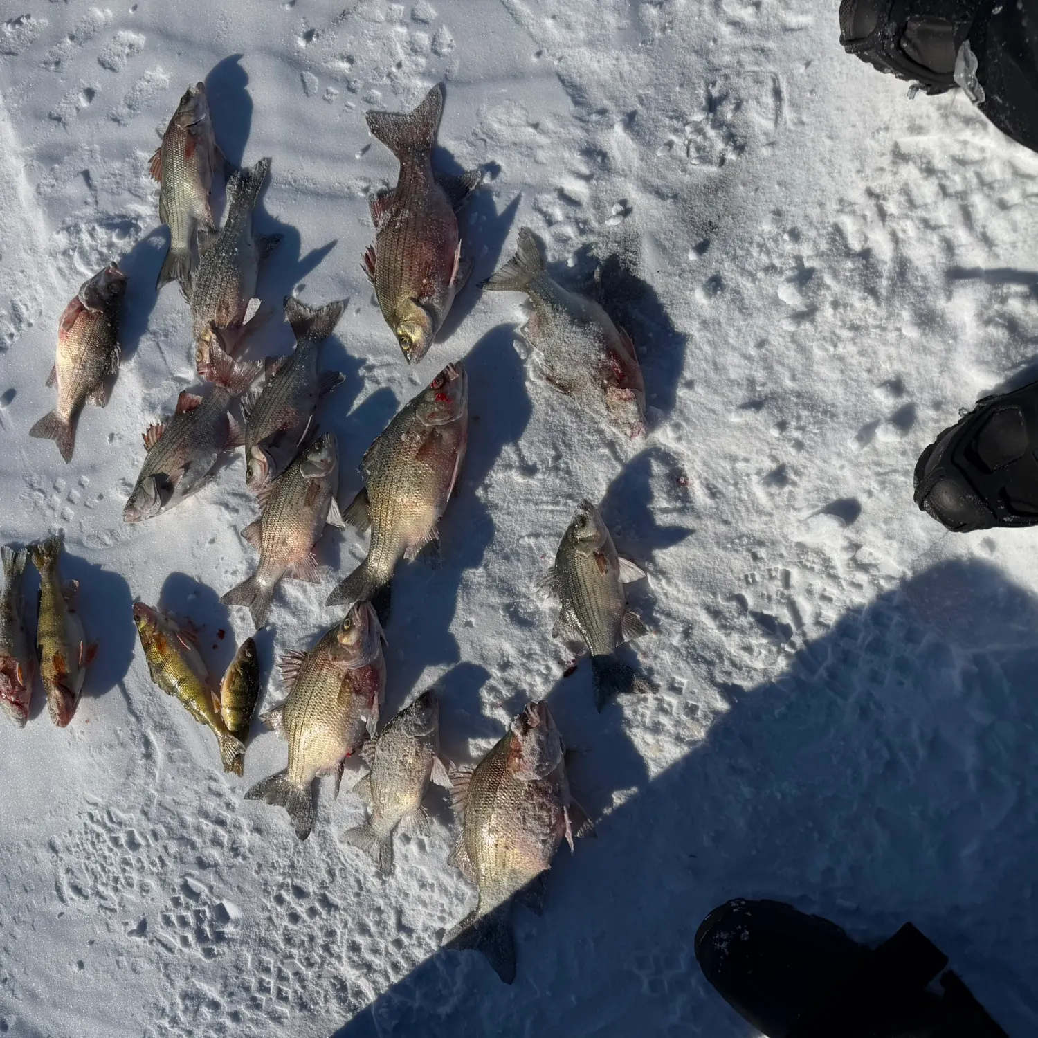 The most recent White bass catches on Fishbrain