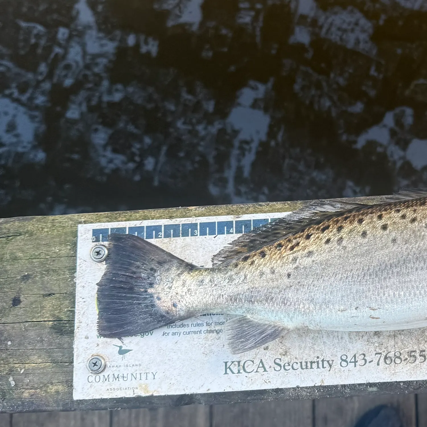 Spotted seatrout caught on Fishbrain