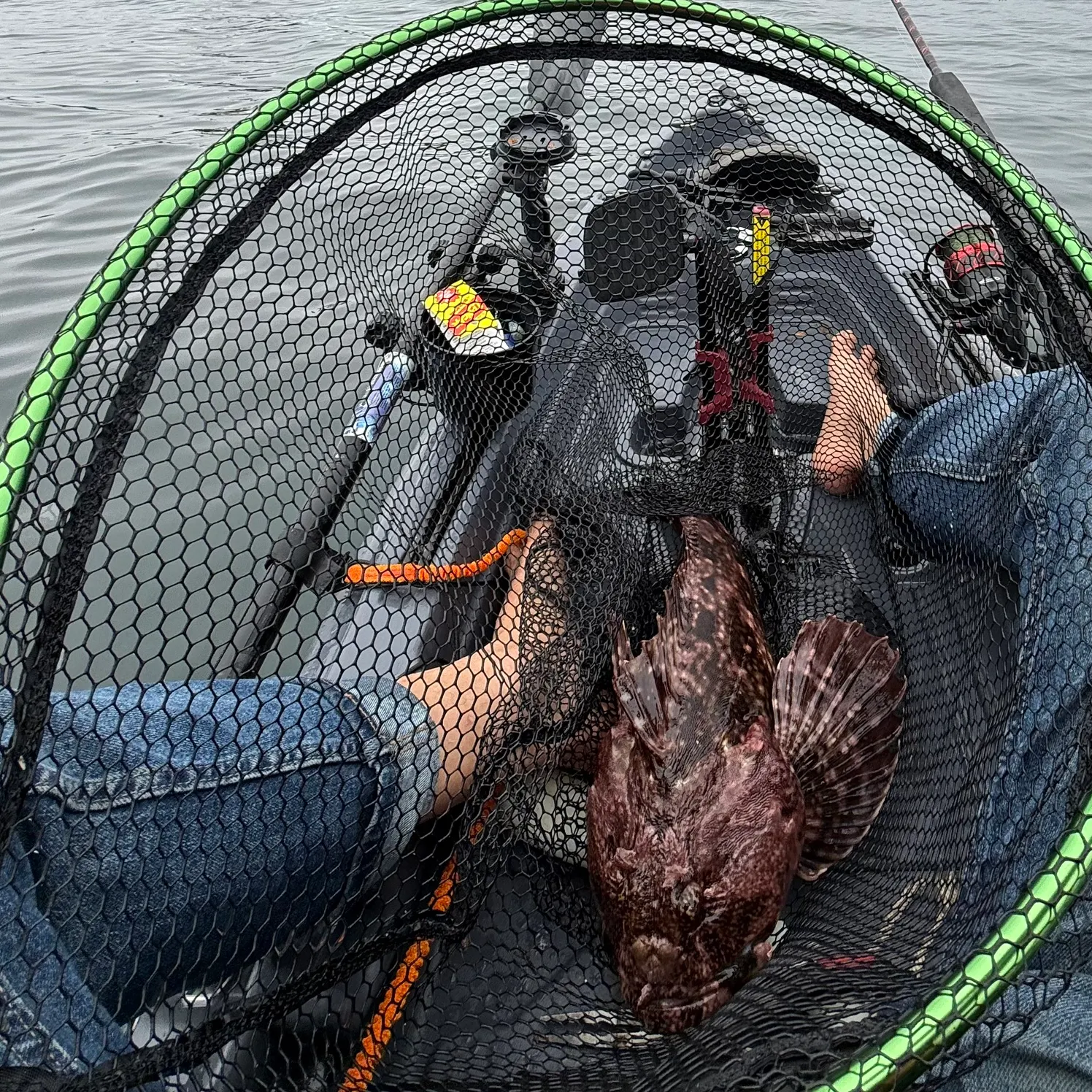 The most recent Cabezon catches on Fishbrain