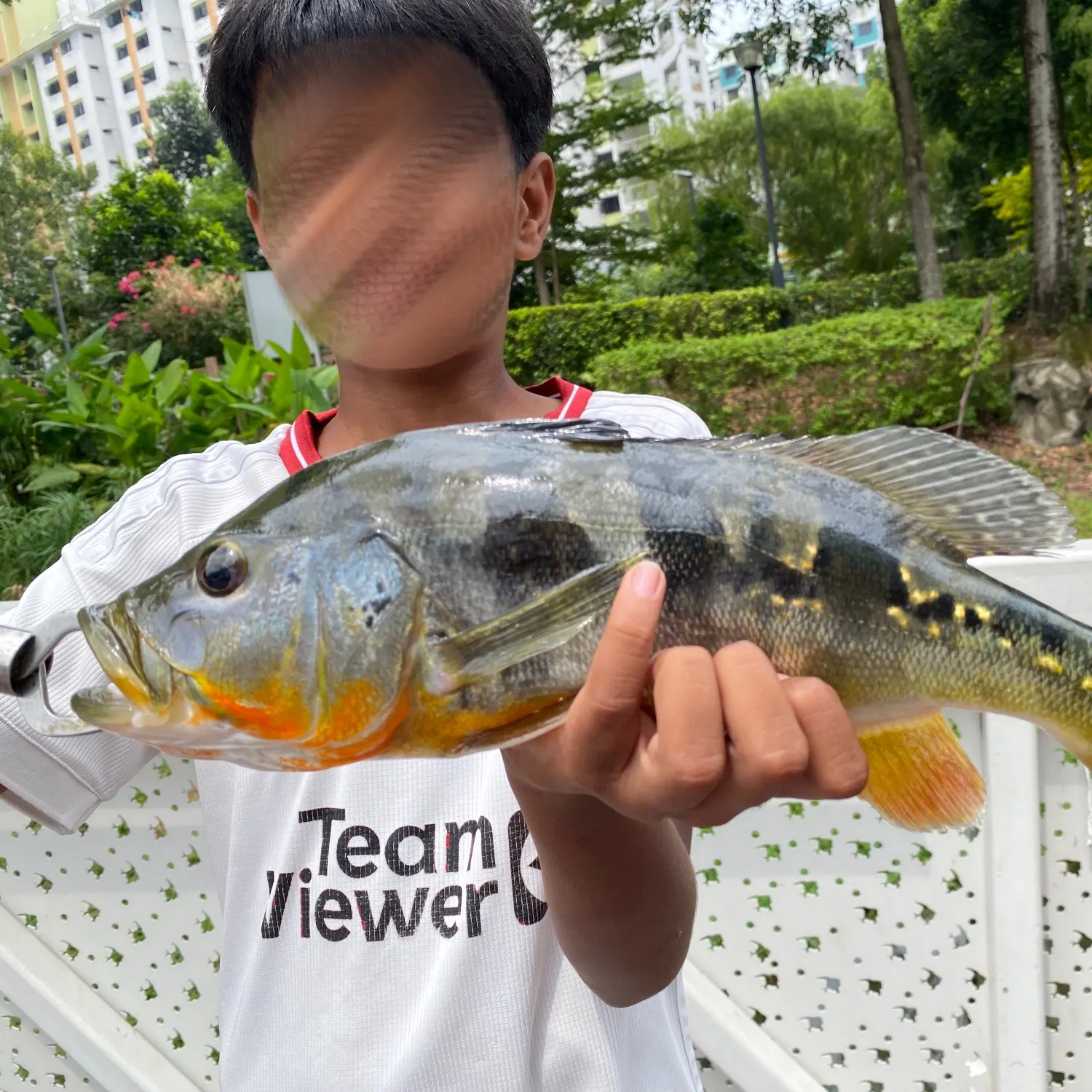 The most recent Speckled peacock bass catches on Fishbrain