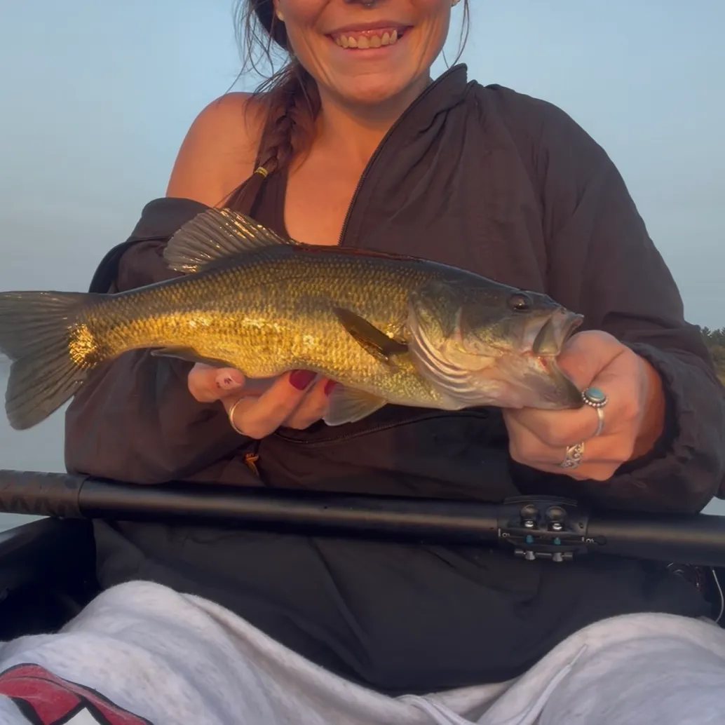 Largemouth bass caught on Fishbrain