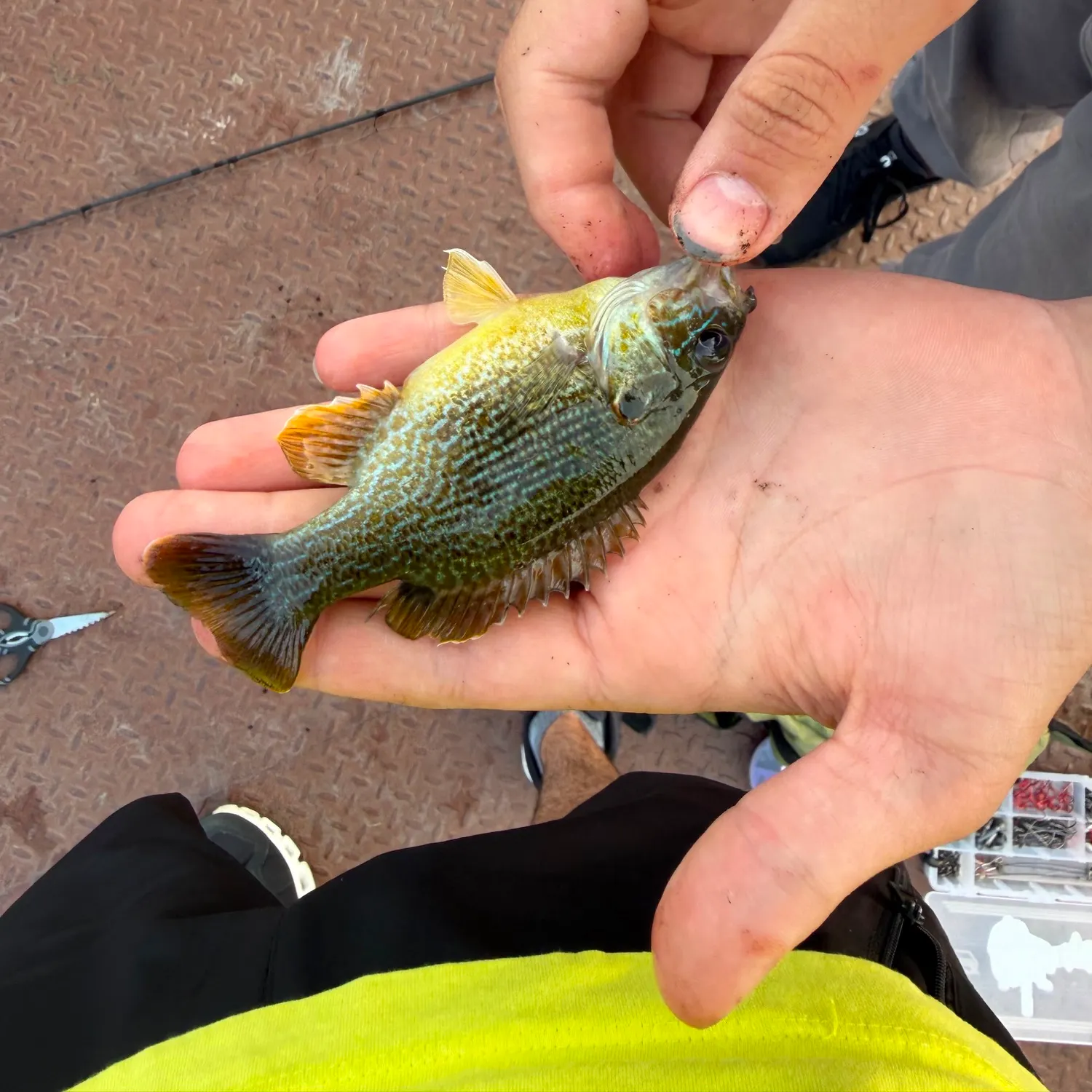 catch