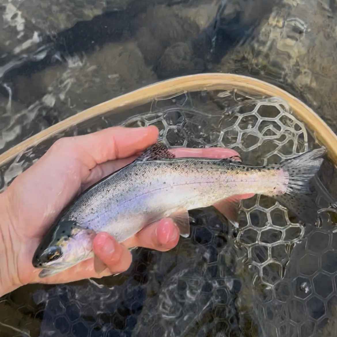 Rainbow trout caught on Fishbrain