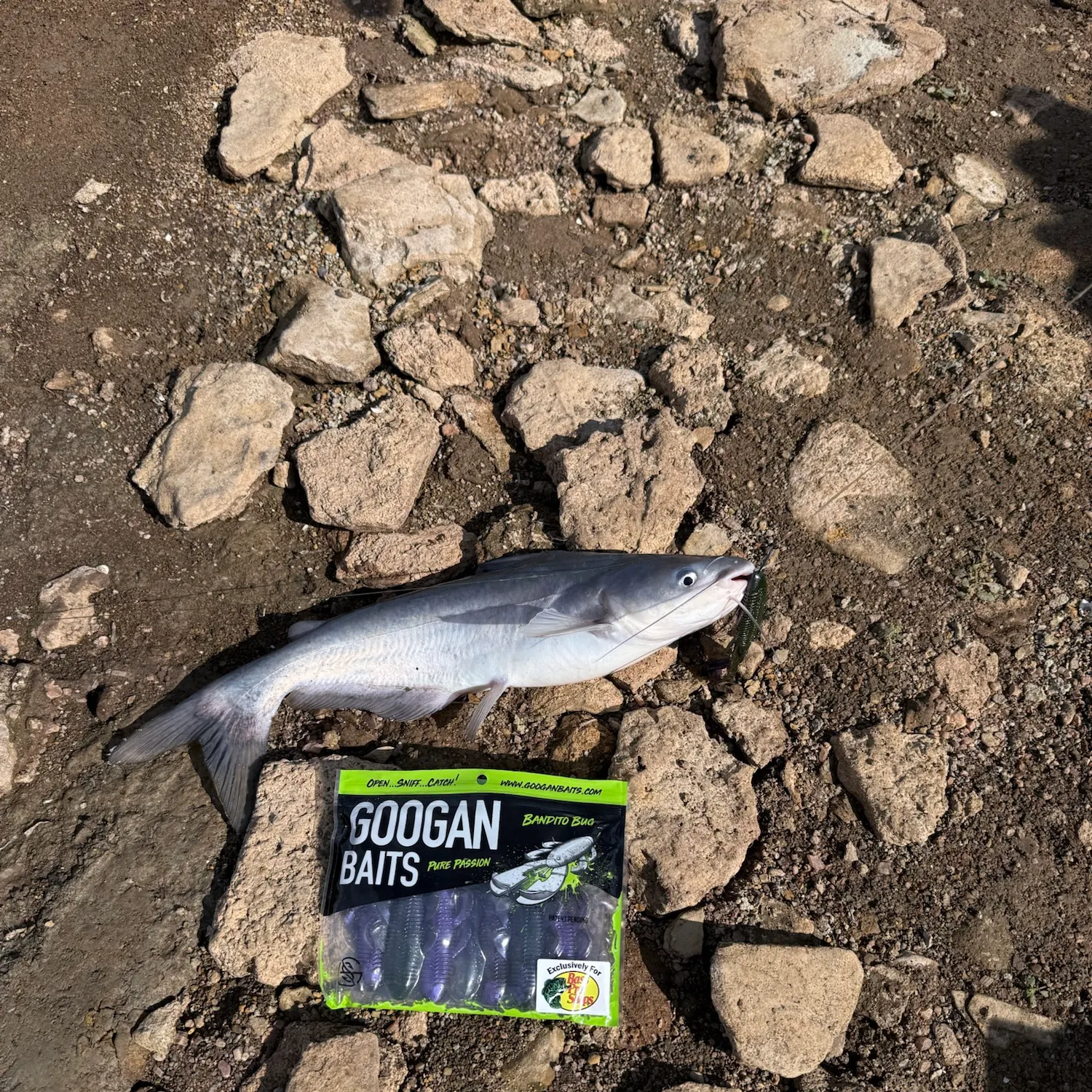 Blue catfish caught on Fishbrain