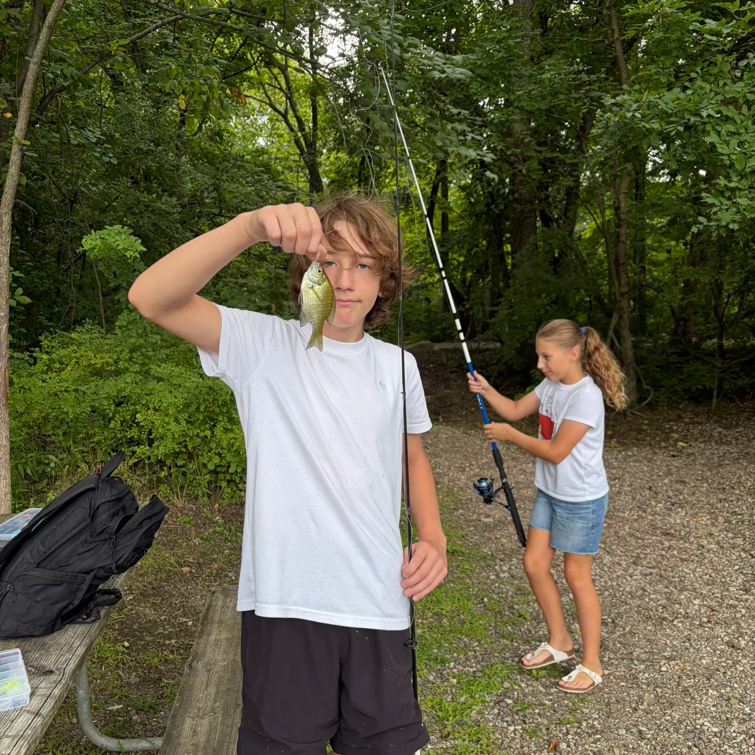 Bluegill caught on Fishbrain