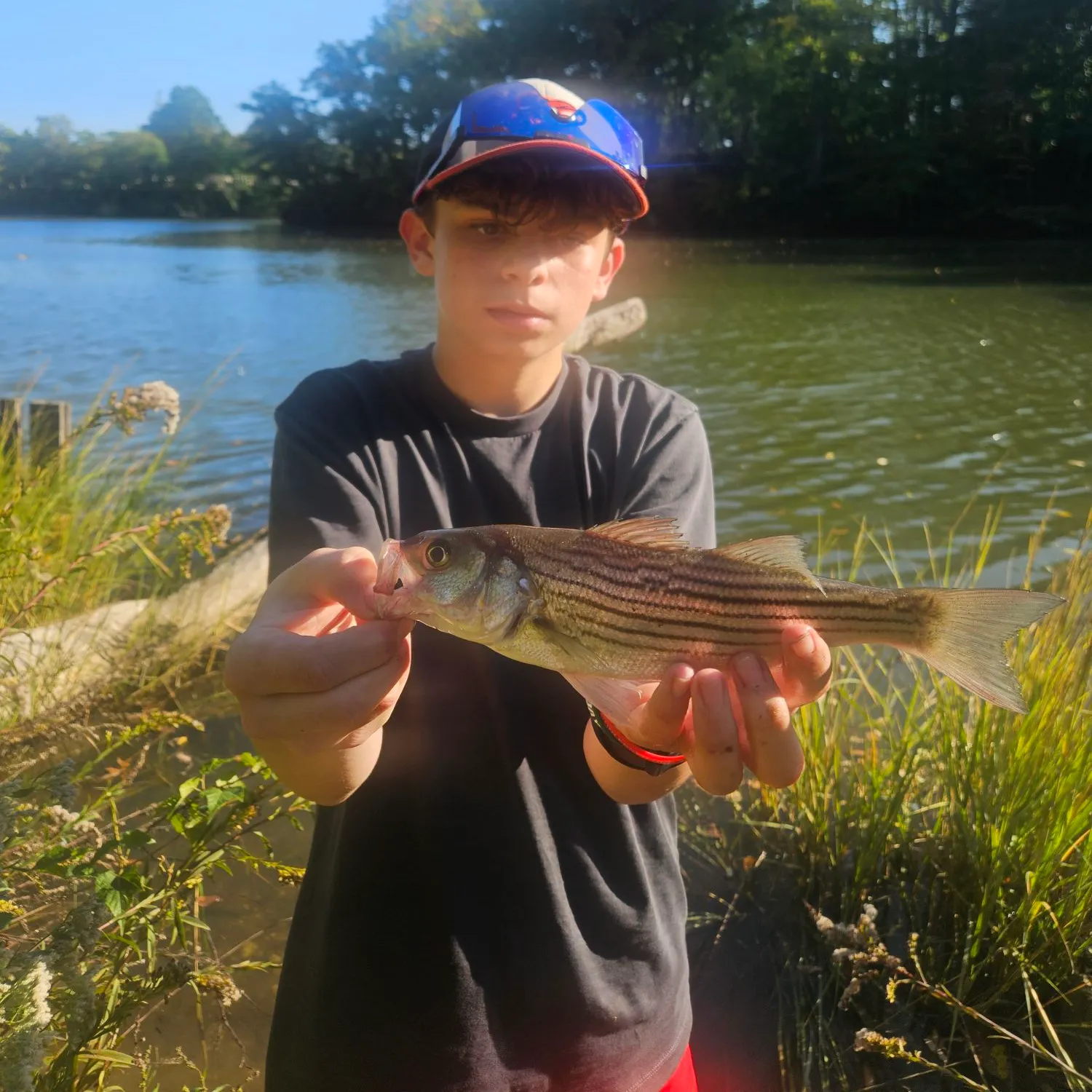 Striped bass caught on Fishbrain