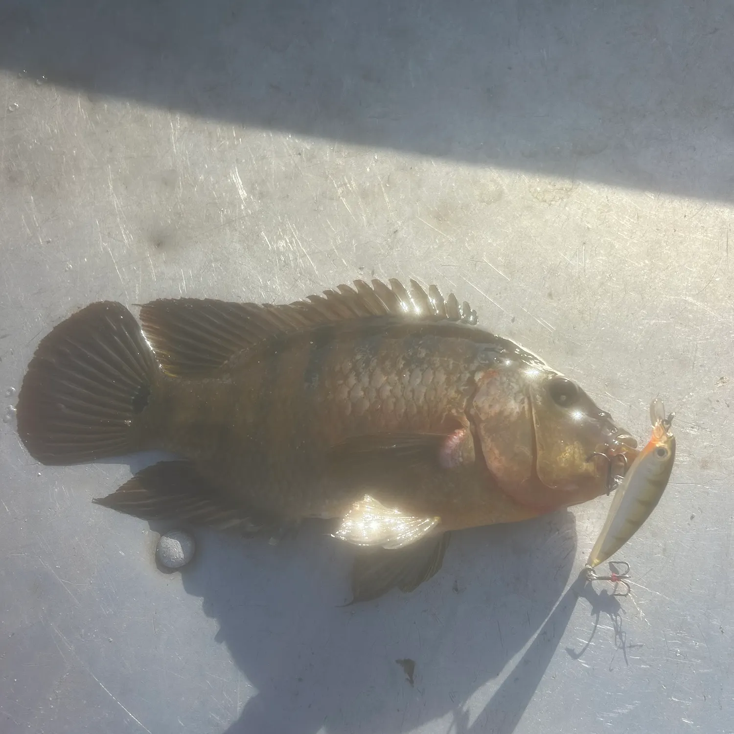 The most recent Mayan cichlid catches on Fishbrain