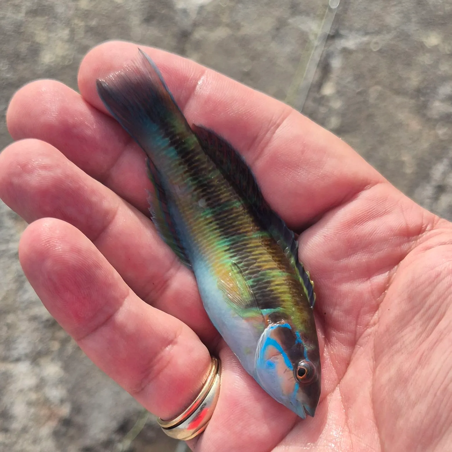 The most recent Ornate wrasse catches on Fishbrain