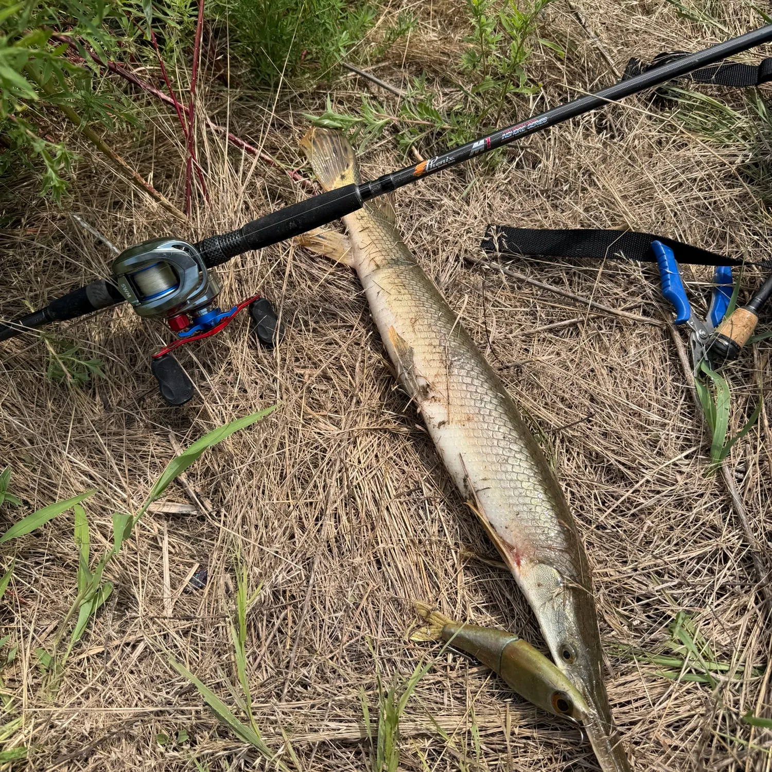 The most recent Shortnose gar catches on Fishbrain