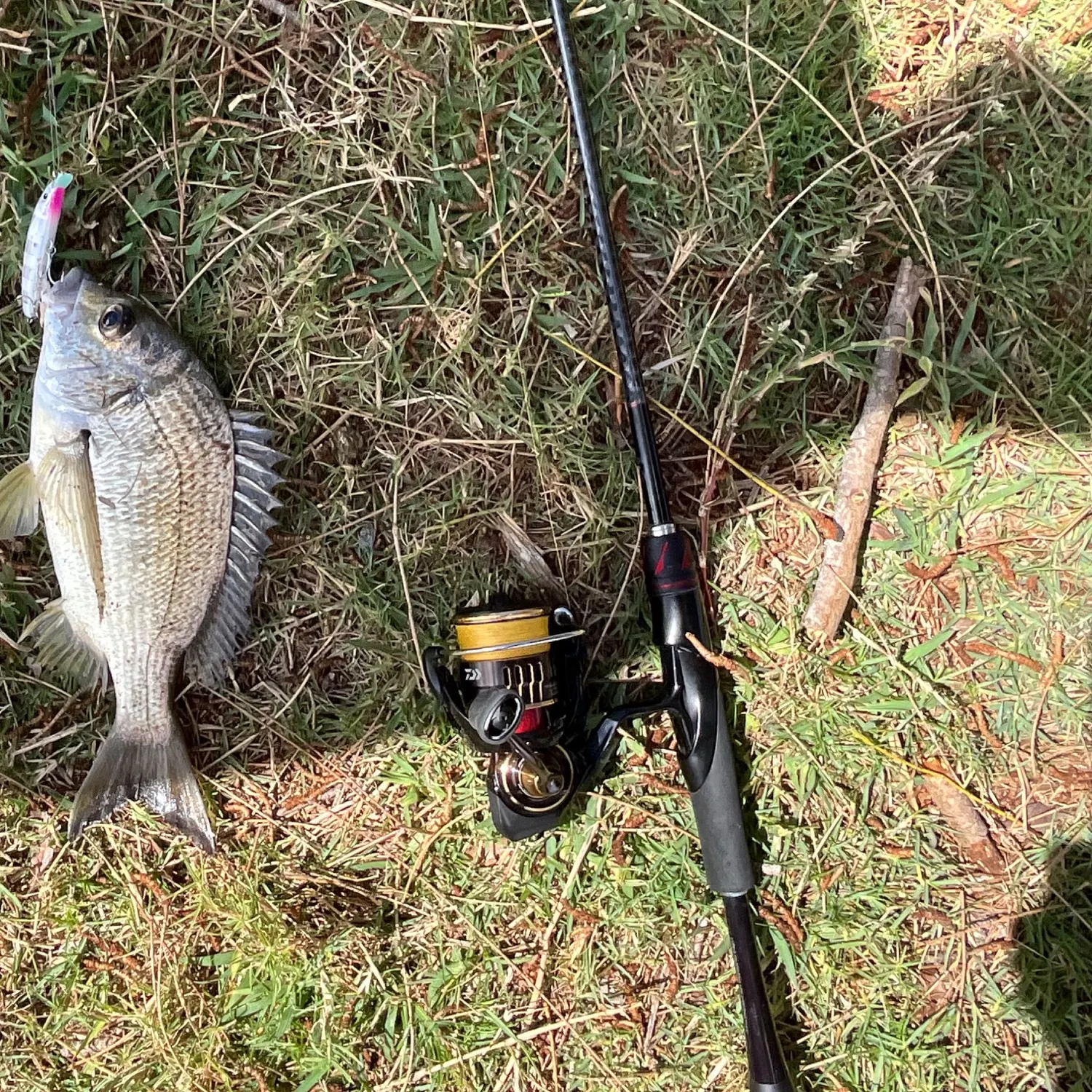 Southern black bream caught on Fishbrain