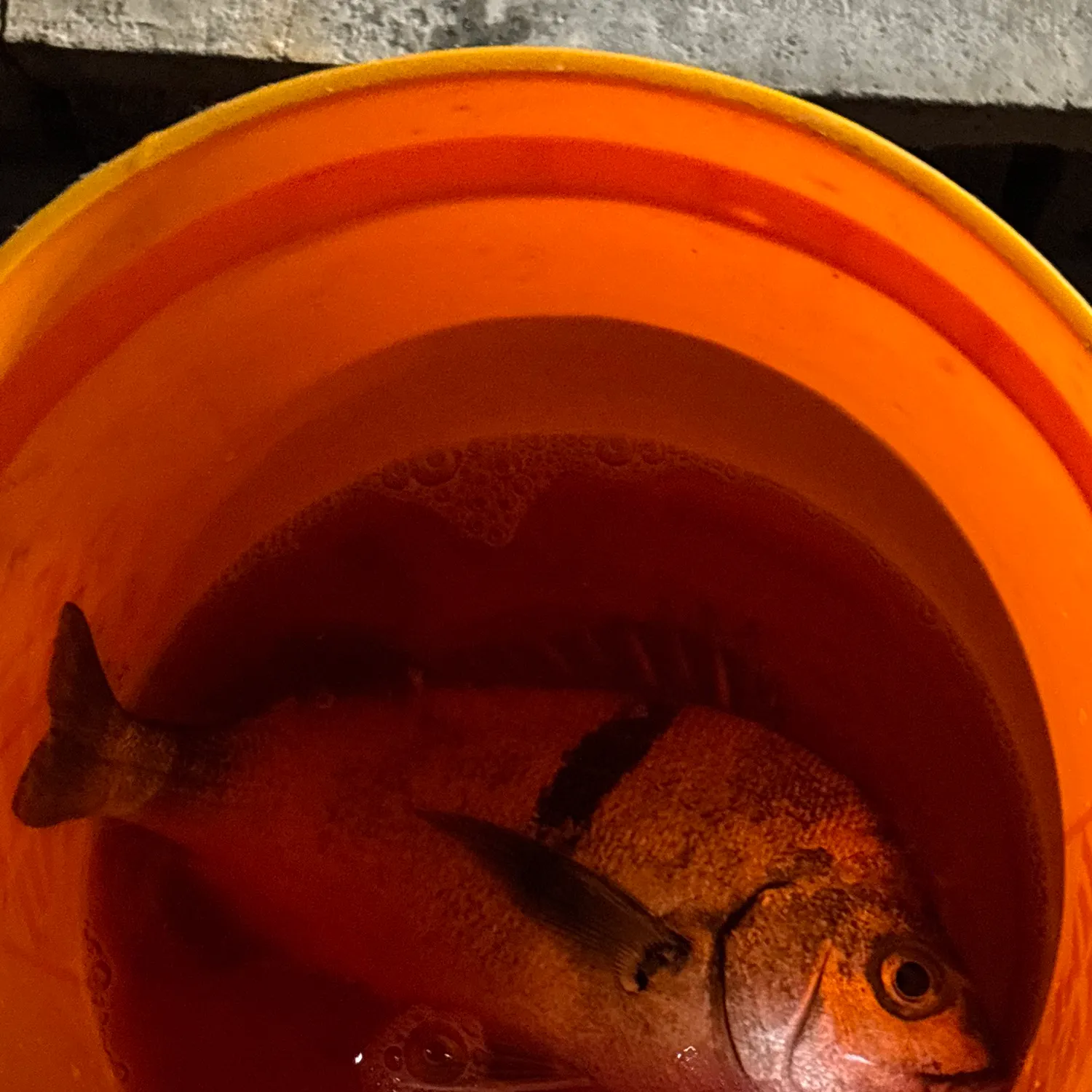 Sargo caught on Fishbrain