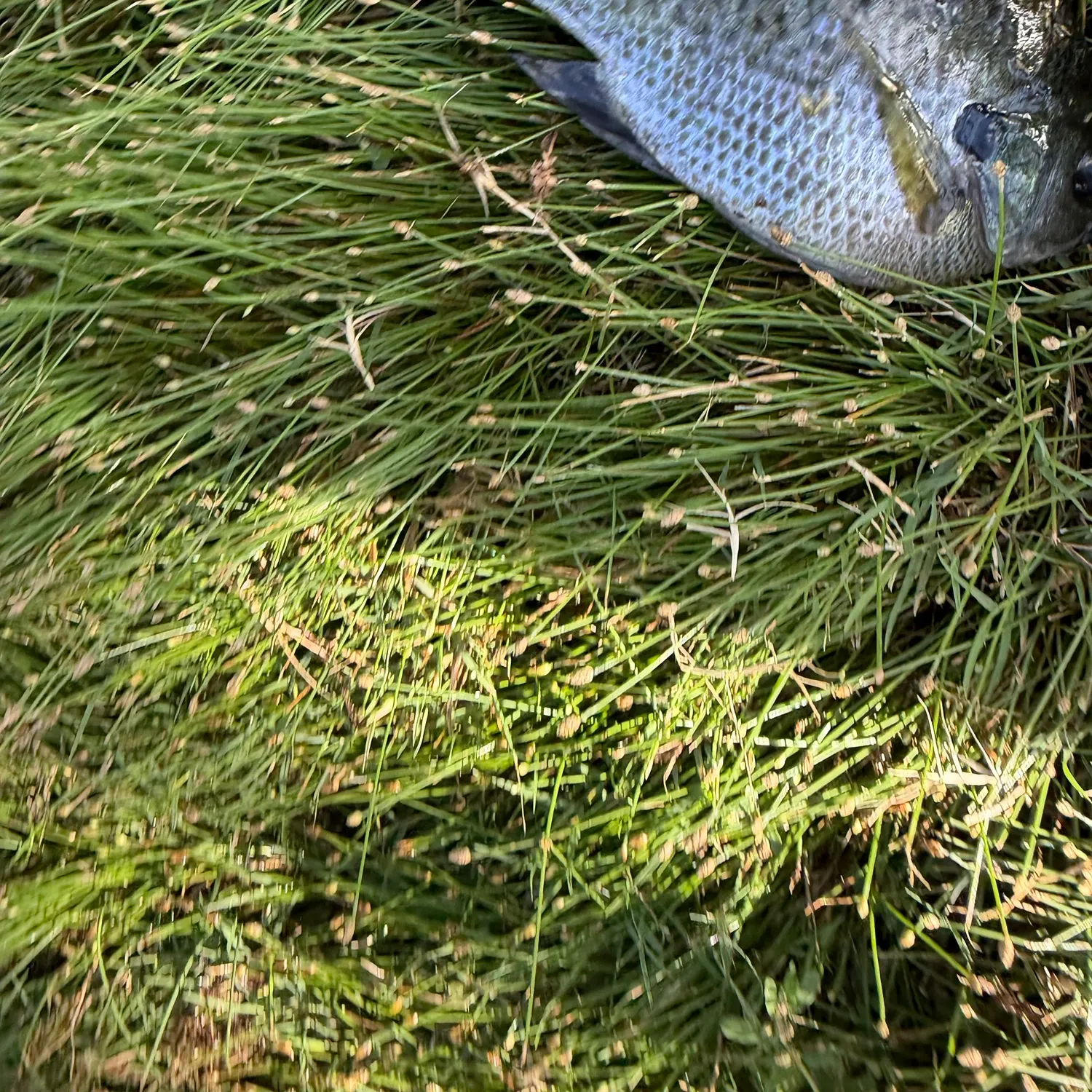 Redear x bluegill caught on Fishbrain