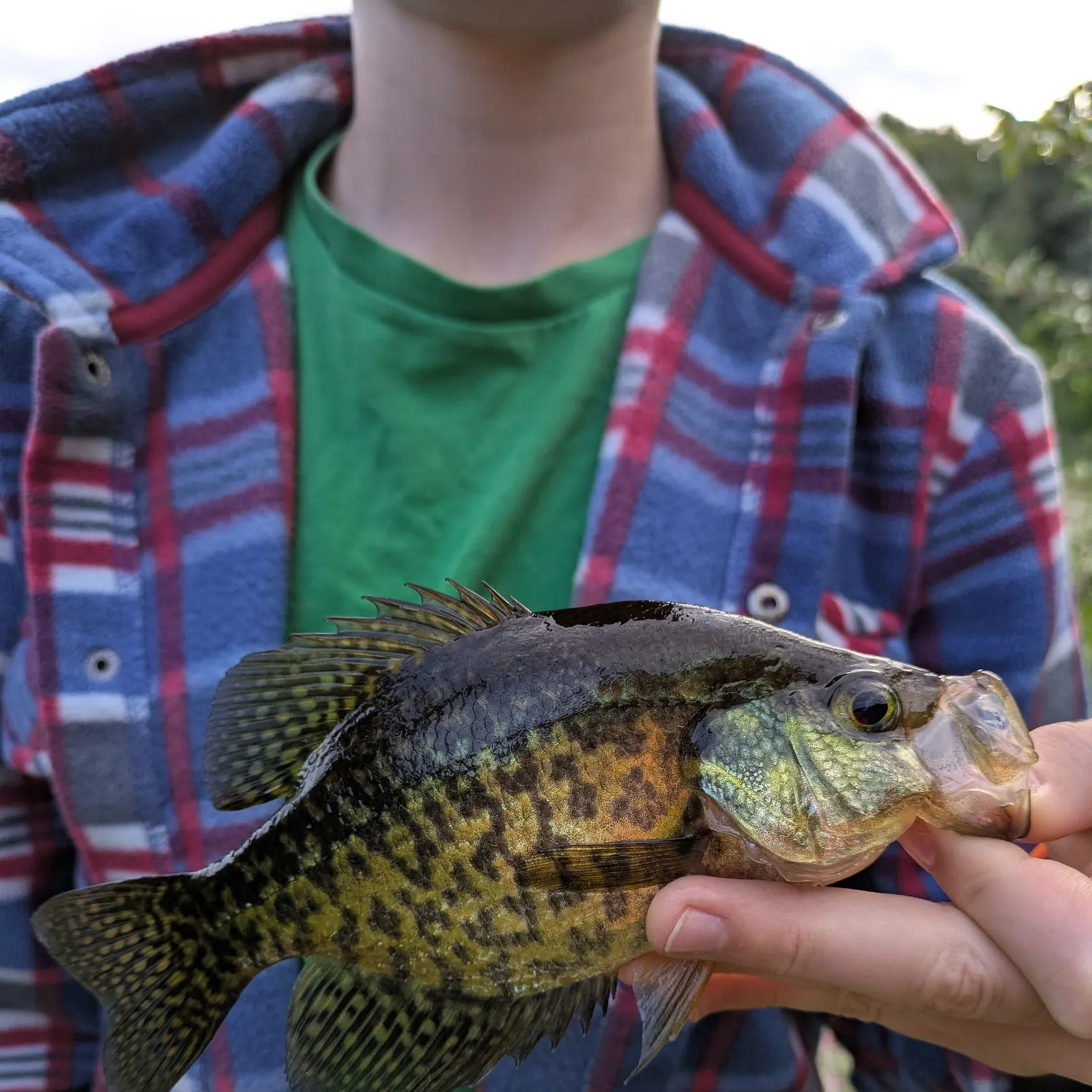 Black crappie caught on Fishbrain