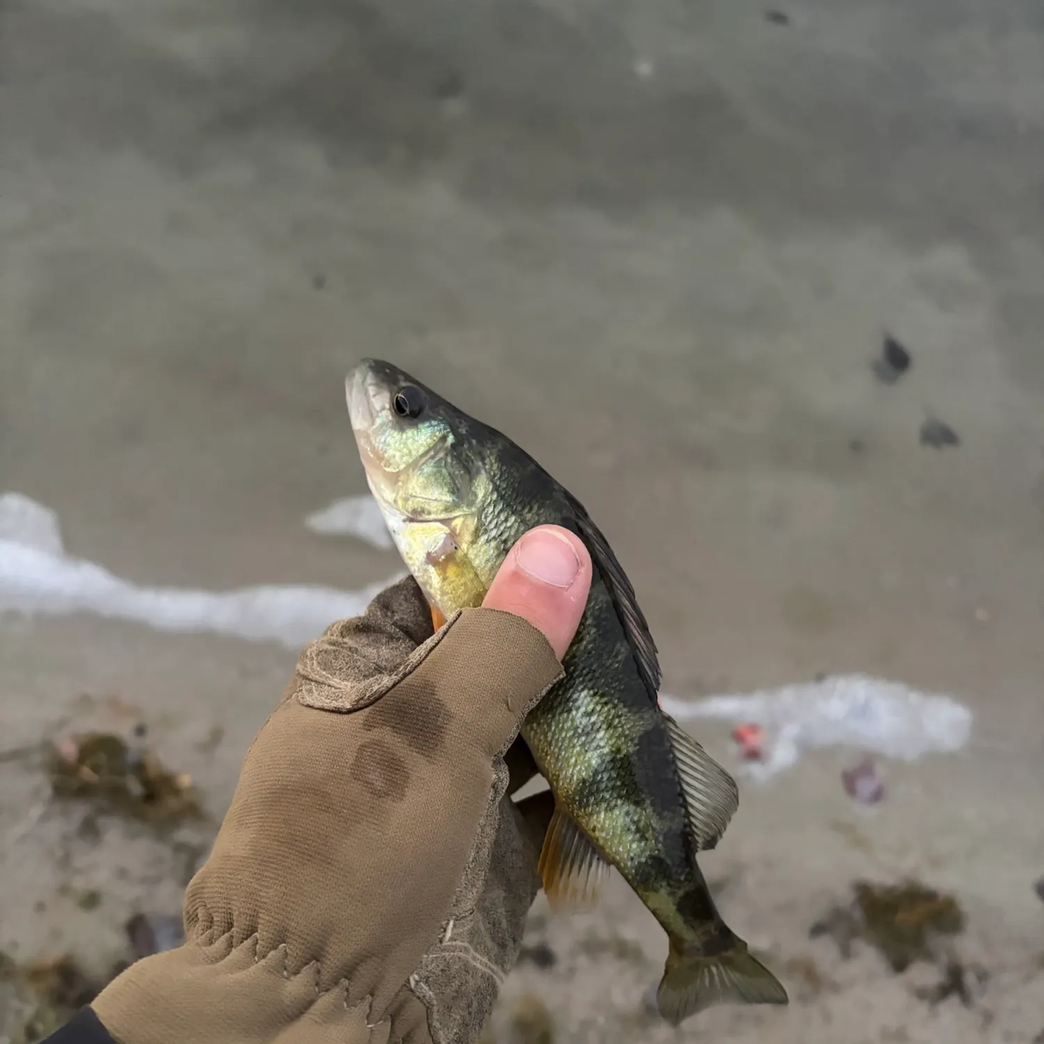 European perch caught on Fishbrain