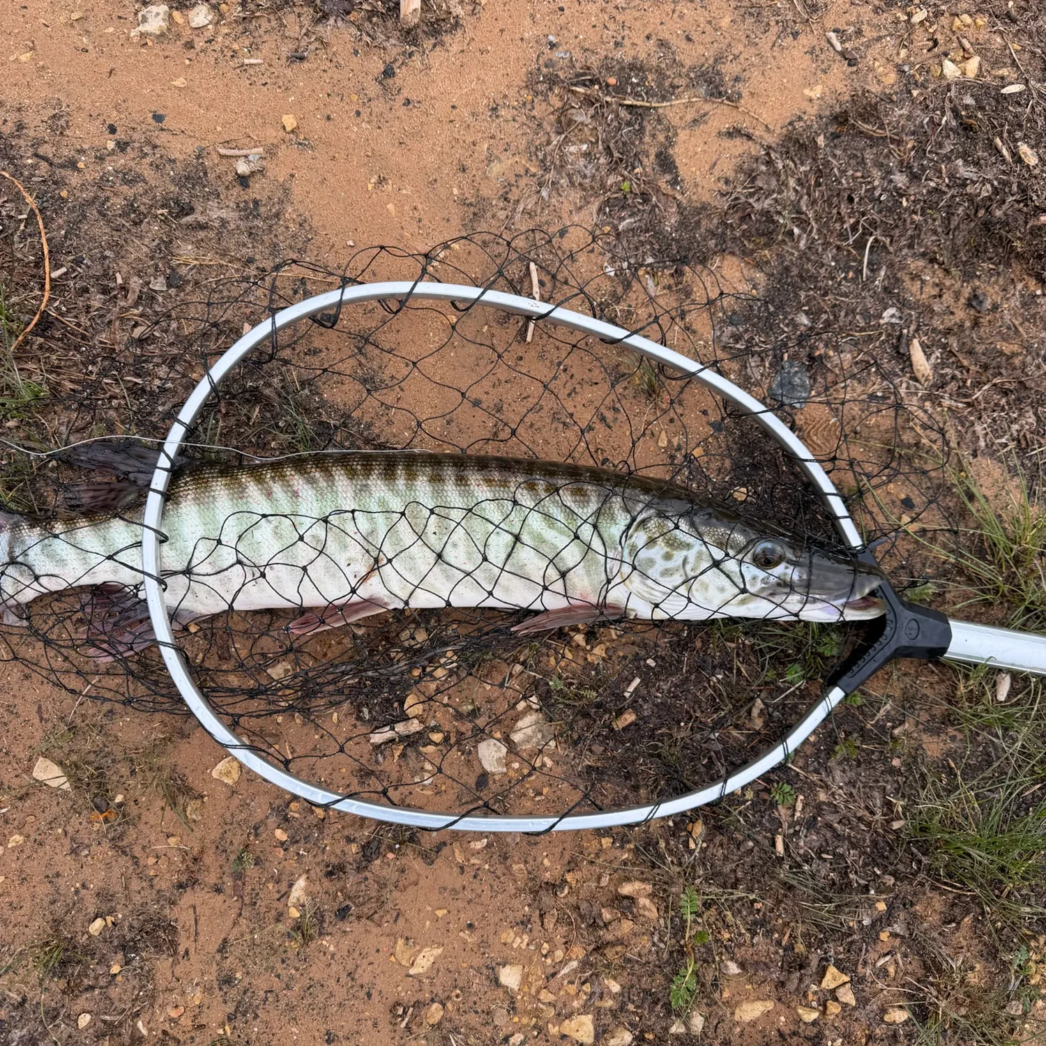 The most recent Tiger muskie catches on Fishbrain