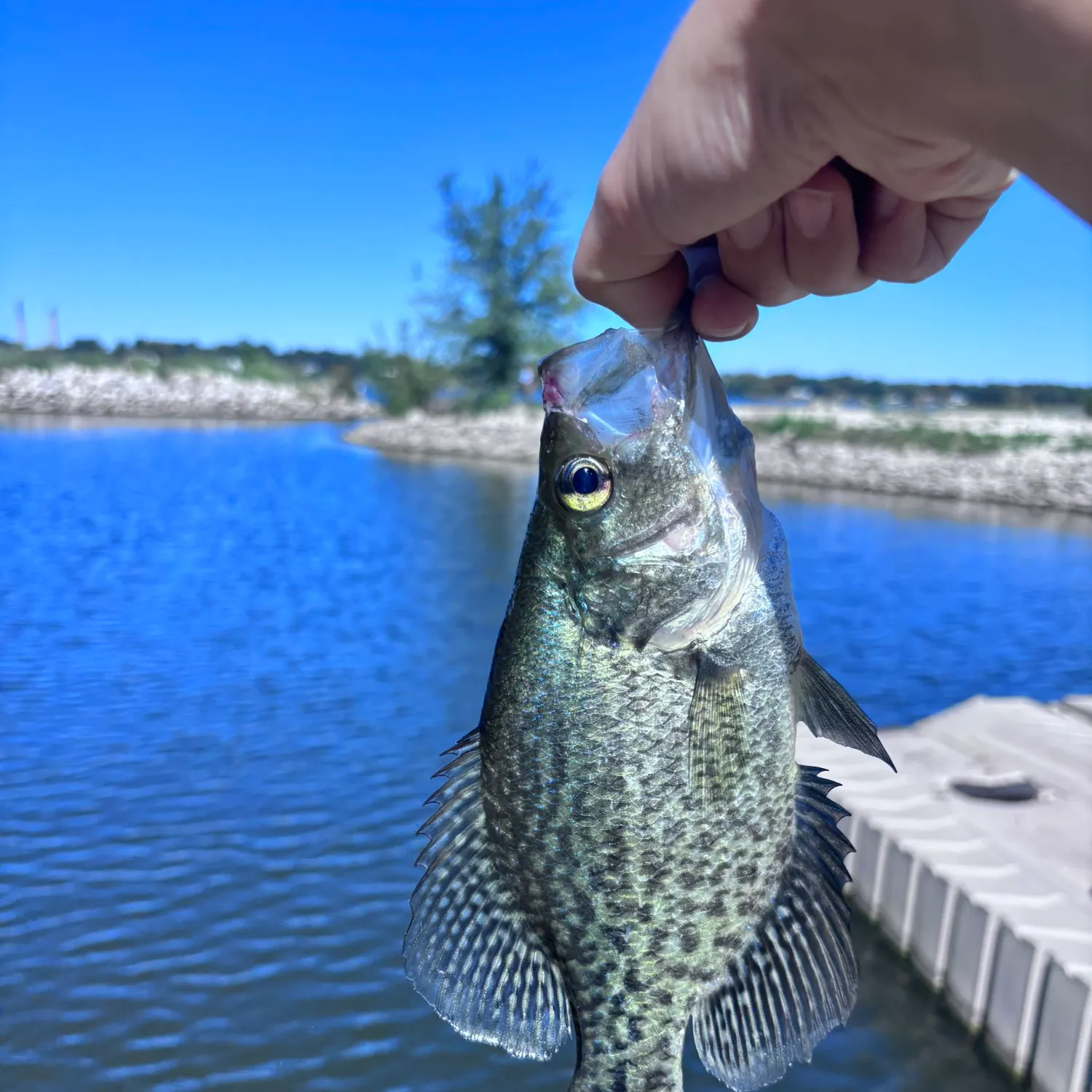 Black crappie caught on Fishbrain
