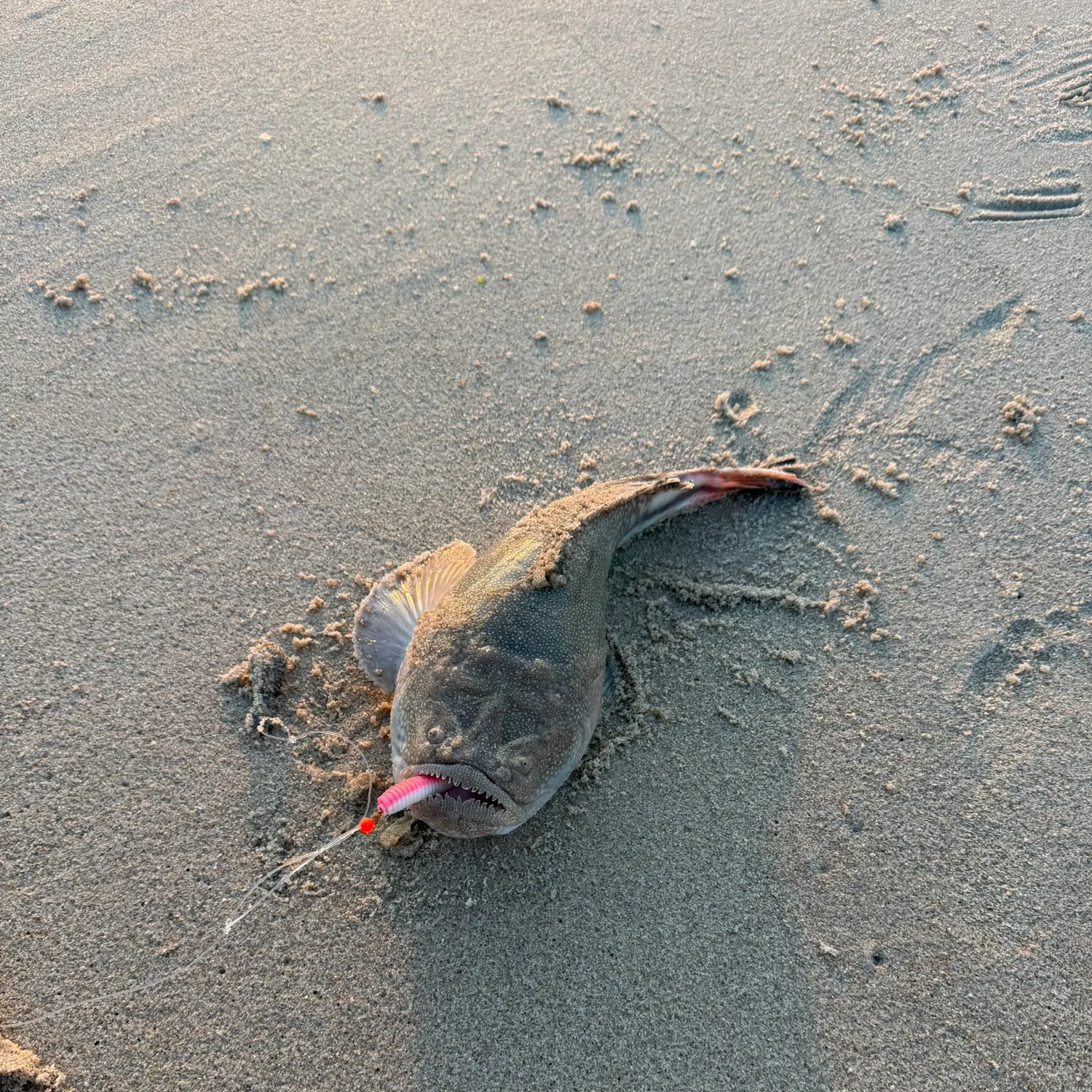 The most recent Northern stargazer catches on Fishbrain