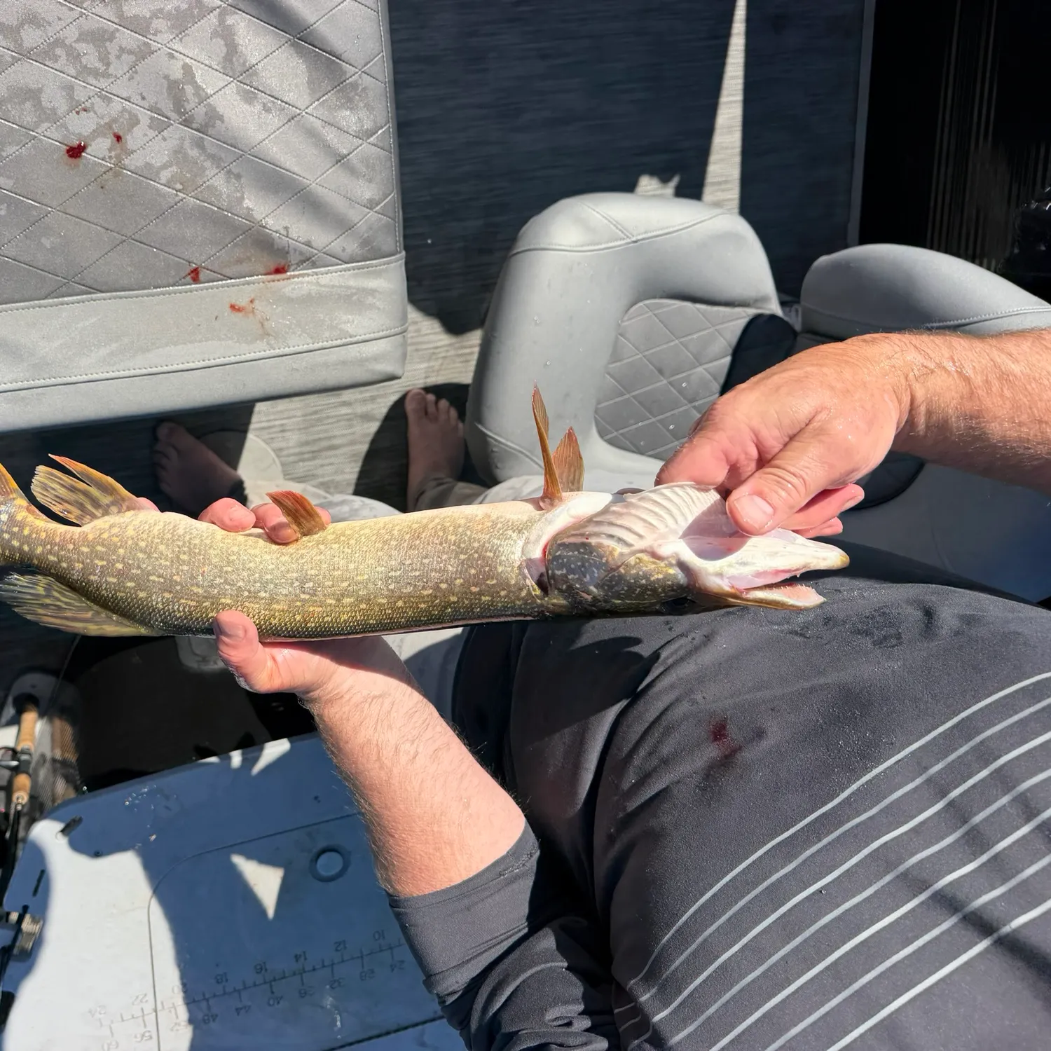 Northern pike caught on Fishbrain