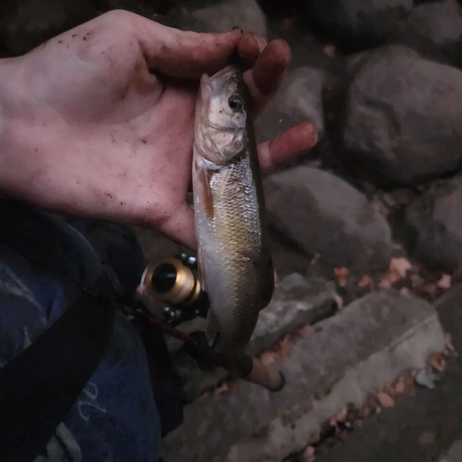 Creek chub caught on Fishbrain