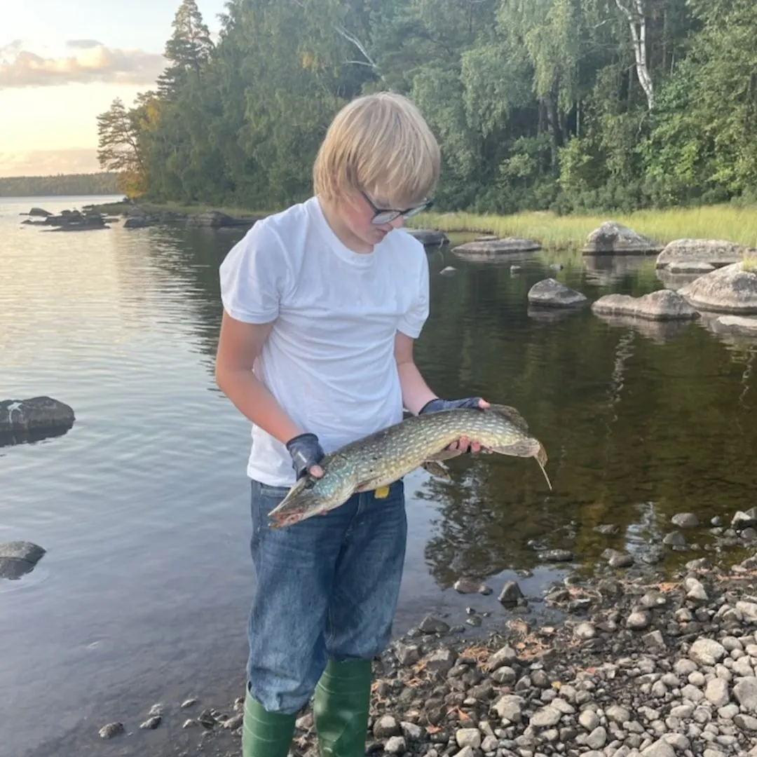 Northern pike caught on Fishbrain