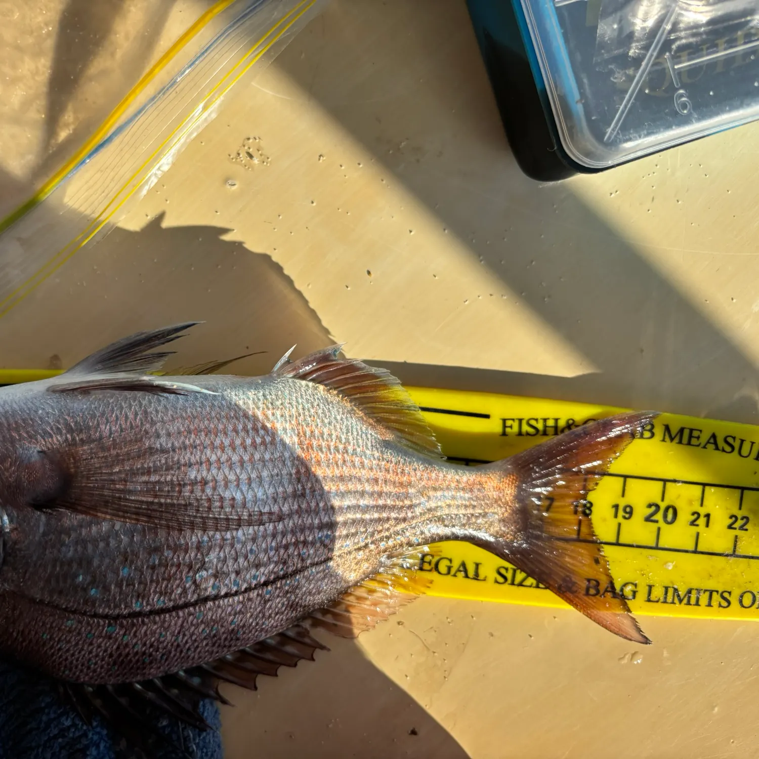 recently logged catches