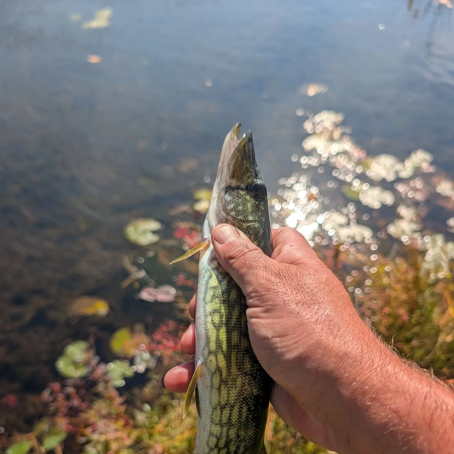 Chain pickerel caught on Fishbrain